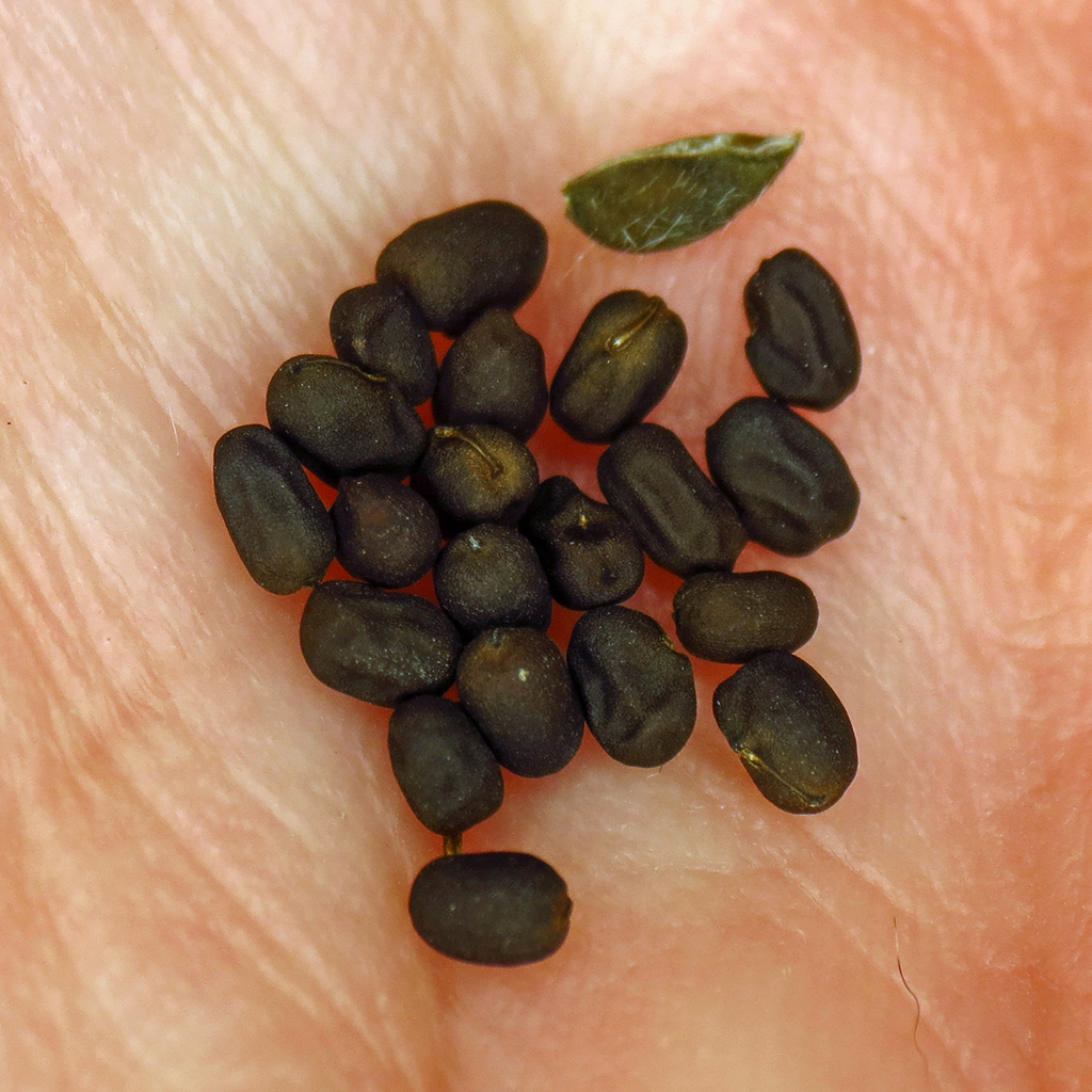 The Scientific Name is Geranium maculatum. You will likely hear them called Wild Geranium, Spotted Crane's-bill. This picture shows the Wild geranium seeds, collected from cultivated plants. of Geranium maculatum
