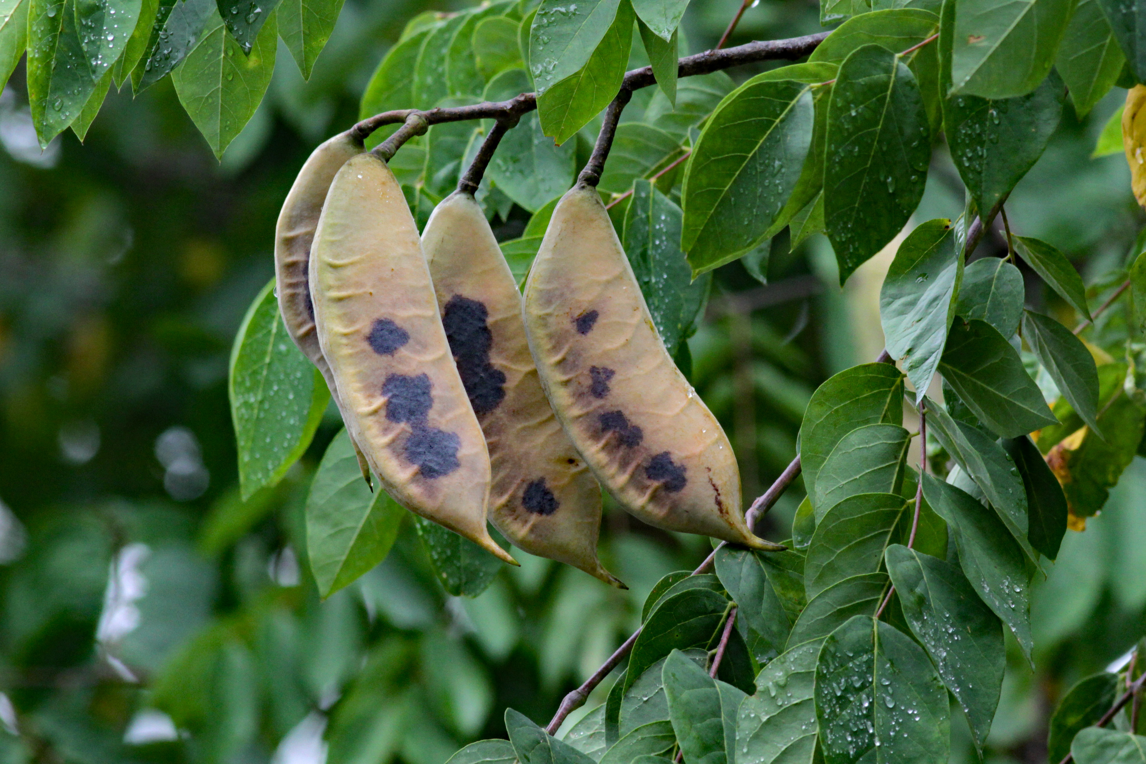 The Scientific Name is Gymnocladus dioicus. You will likely hear them called Kentucky Coffeetree, Kentucky Mahogany. This picture shows the Fruits are thick, leathery pods produced on female trees in late summer. While seeds and seedpods are toxic, roasted seeds have been used as a coffee substitute.  of Gymnocladus dioicus