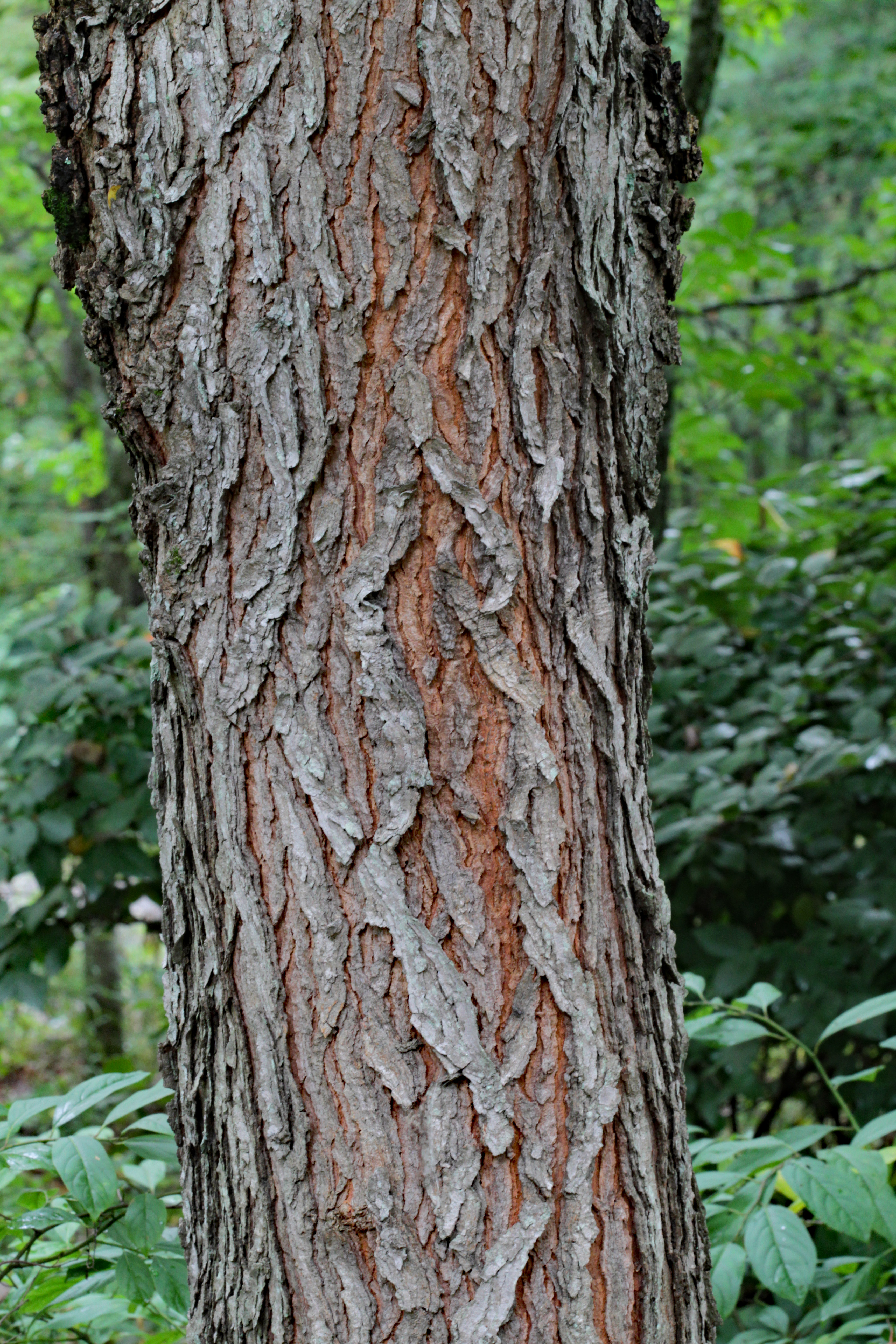 The Scientific Name is Gymnocladus dioicus. You will likely hear them called Kentucky Coffeetree, Kentucky Mahogany. This picture shows the The bark of mature Kentucky Coffee trees is deeply fissured and very attractive. of Gymnocladus dioicus