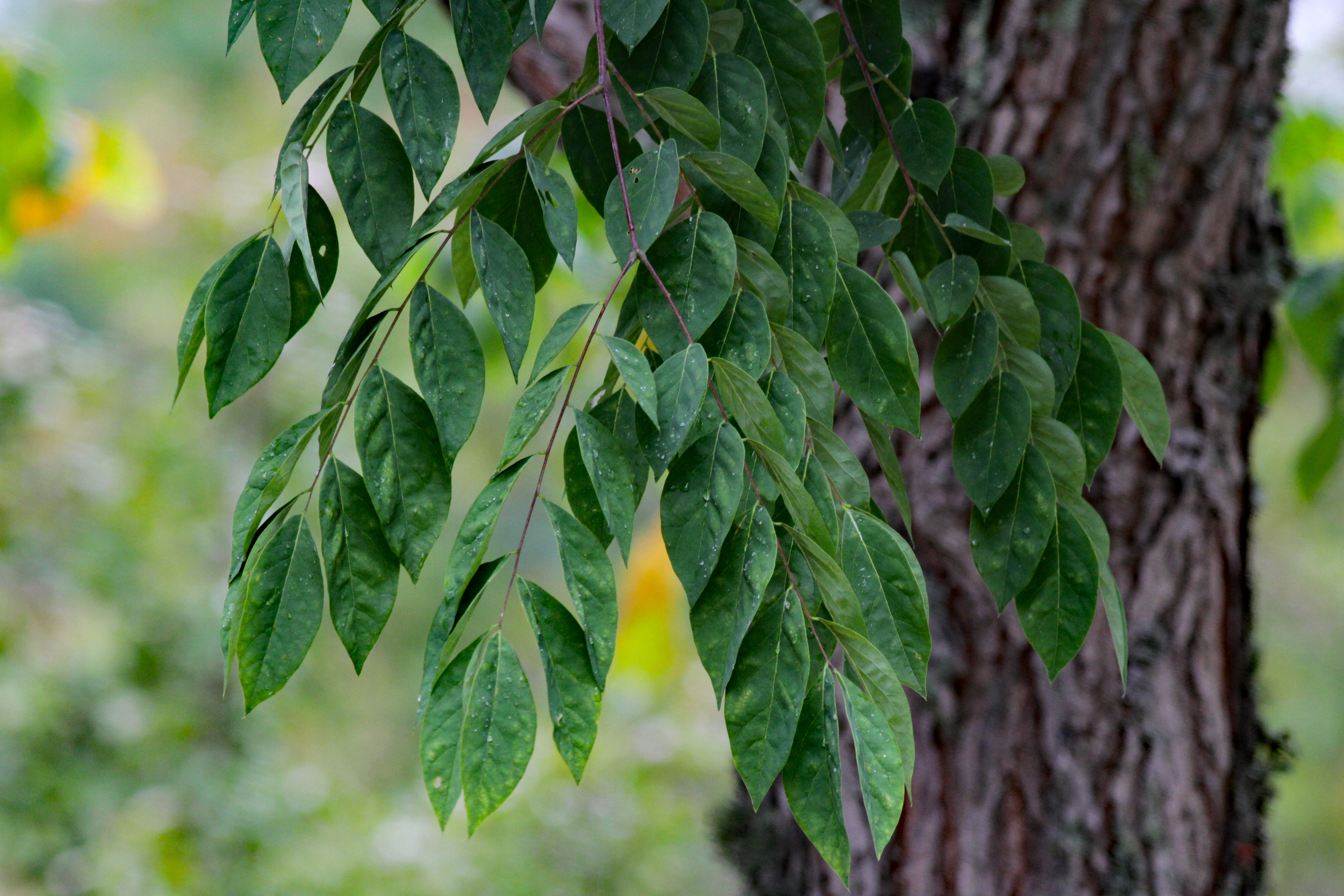 The Scientific Name is Gymnocladus dioicus. You will likely hear them called Kentucky Coffeetree, Kentucky Mahogany. This picture shows the Kentucky Coffeetrees have distinctive bipinnate compound leaves. Leaflets are ovate, glabrous, and dull green above and below. of Gymnocladus dioicus