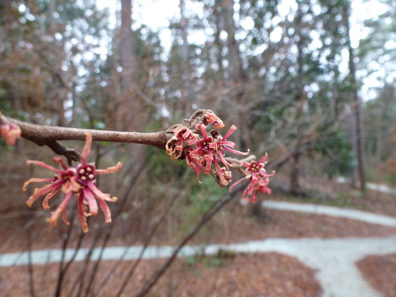 The Scientific Name is Hamamelis vernalis. You will likely hear them called Vernal Witchhazel, Ozark Witchhazel. This picture shows the  of Hamamelis vernalis