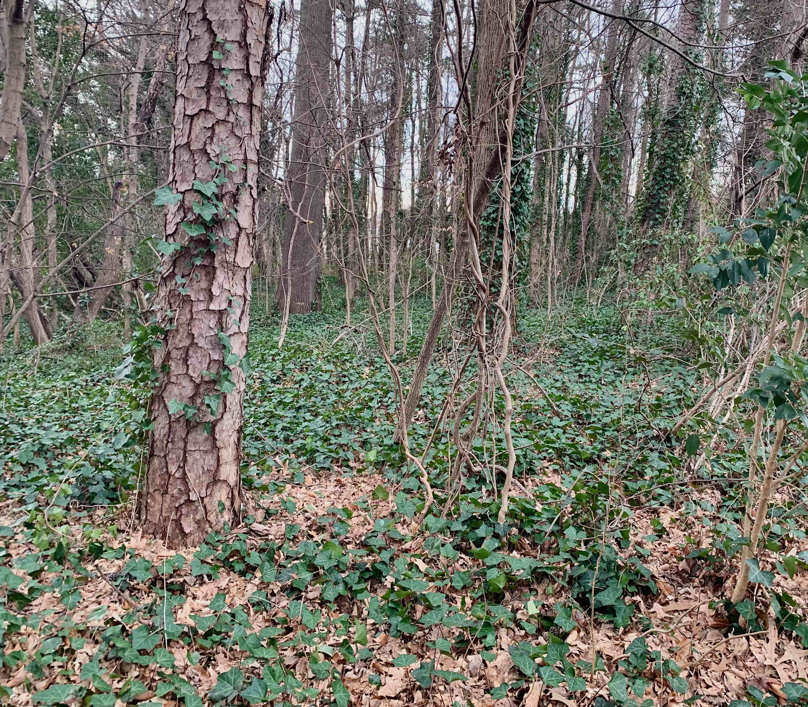 The Scientific Name is Hedera helix var. helix. You will likely hear them called English Ivy, Common Ivy. This picture shows the English Ivy can cover a forest floor, creating an 