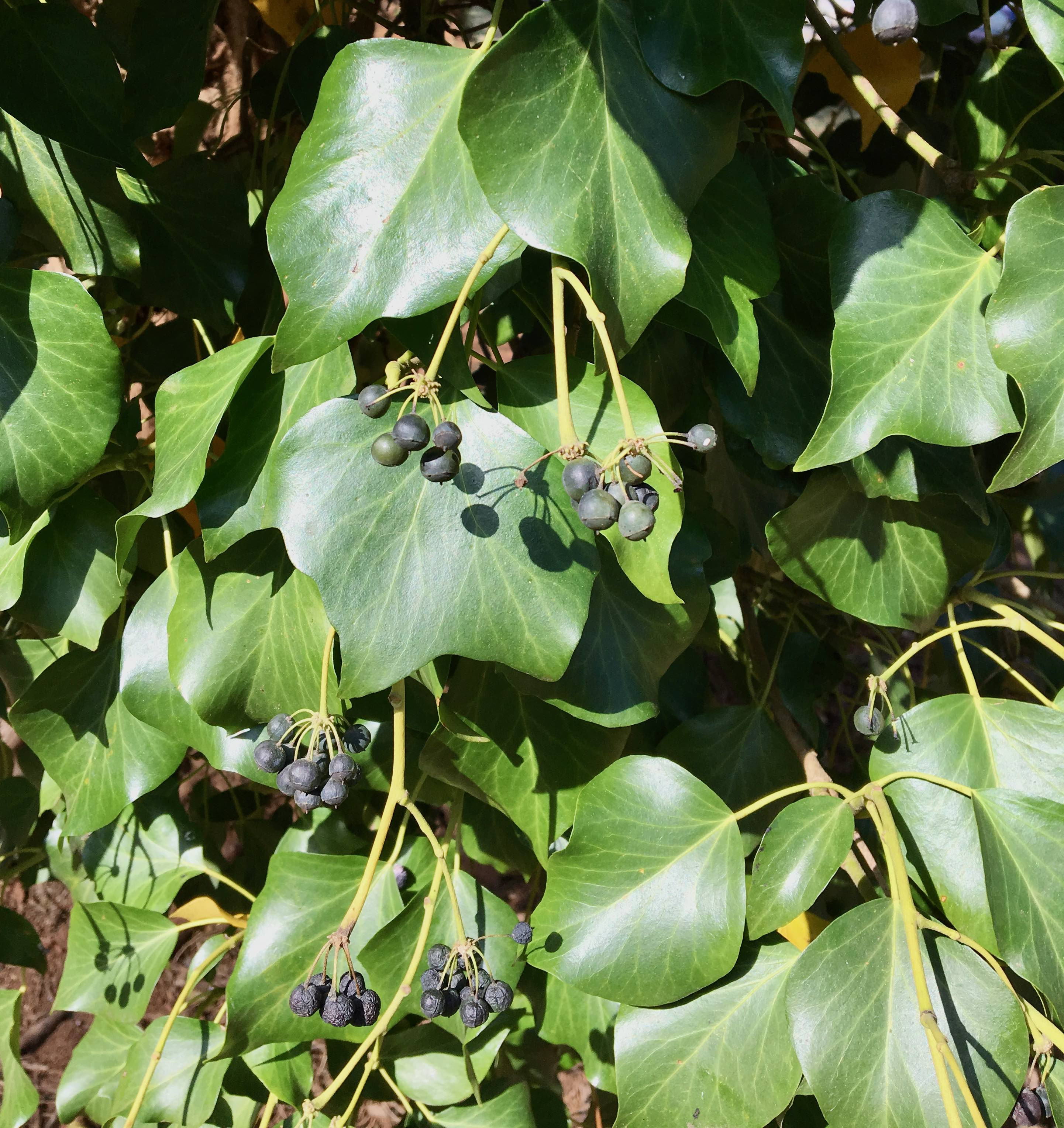 The Scientific Name is Hedera helix var. helix. You will likely hear them called English Ivy, Common Ivy. This picture shows the English Ivy only flowers and form bluish-black fruits once it starts to climb. Mature leaves may be more oval and less lobed than immature leaves. of Hedera helix var. helix