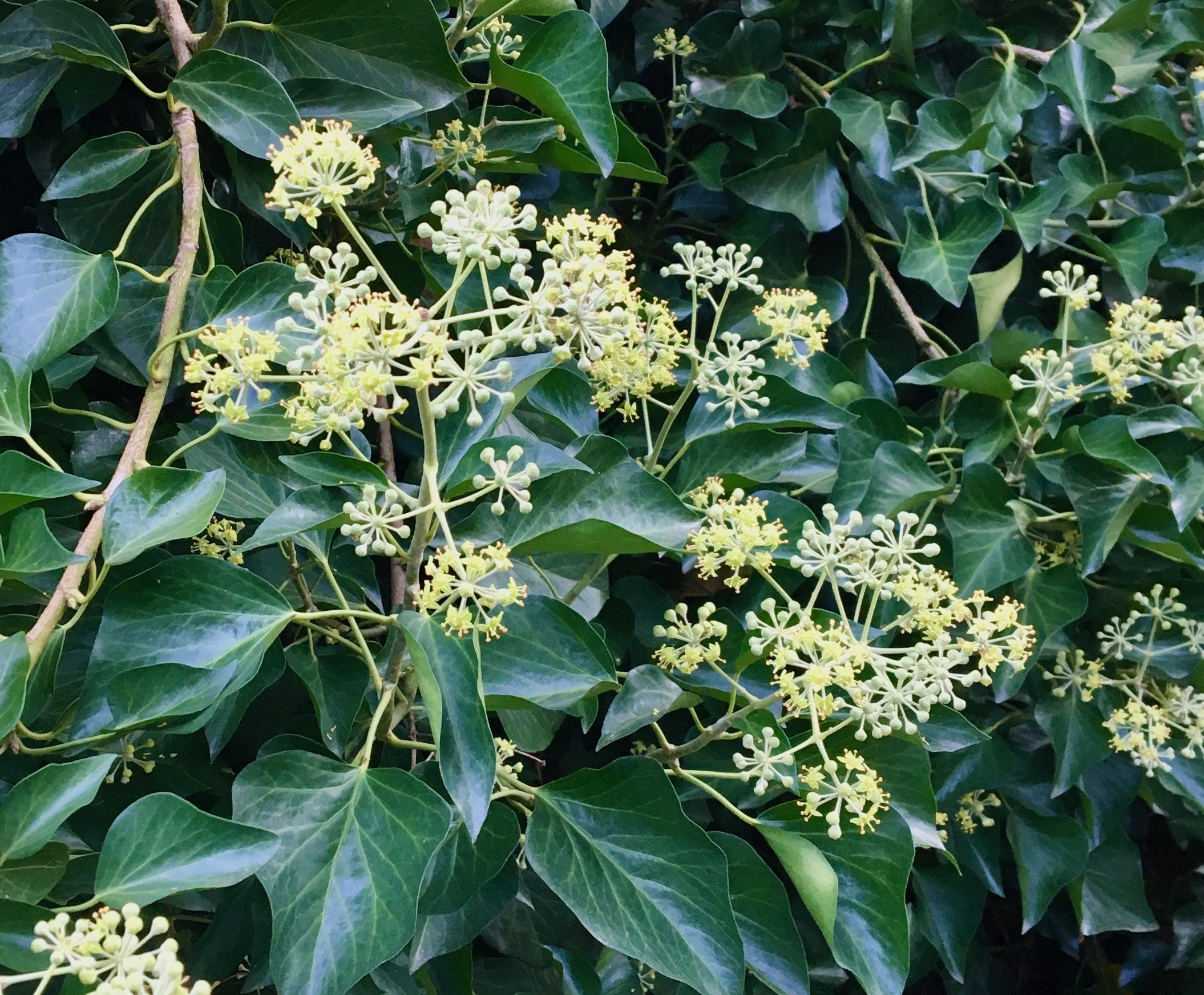 The Scientific Name is Hedera helix var. helix. You will likely hear them called English Ivy, Common Ivy. This picture shows the Clusters of greenish-white flowers develop when the vines climb into sunlight. of Hedera helix var. helix