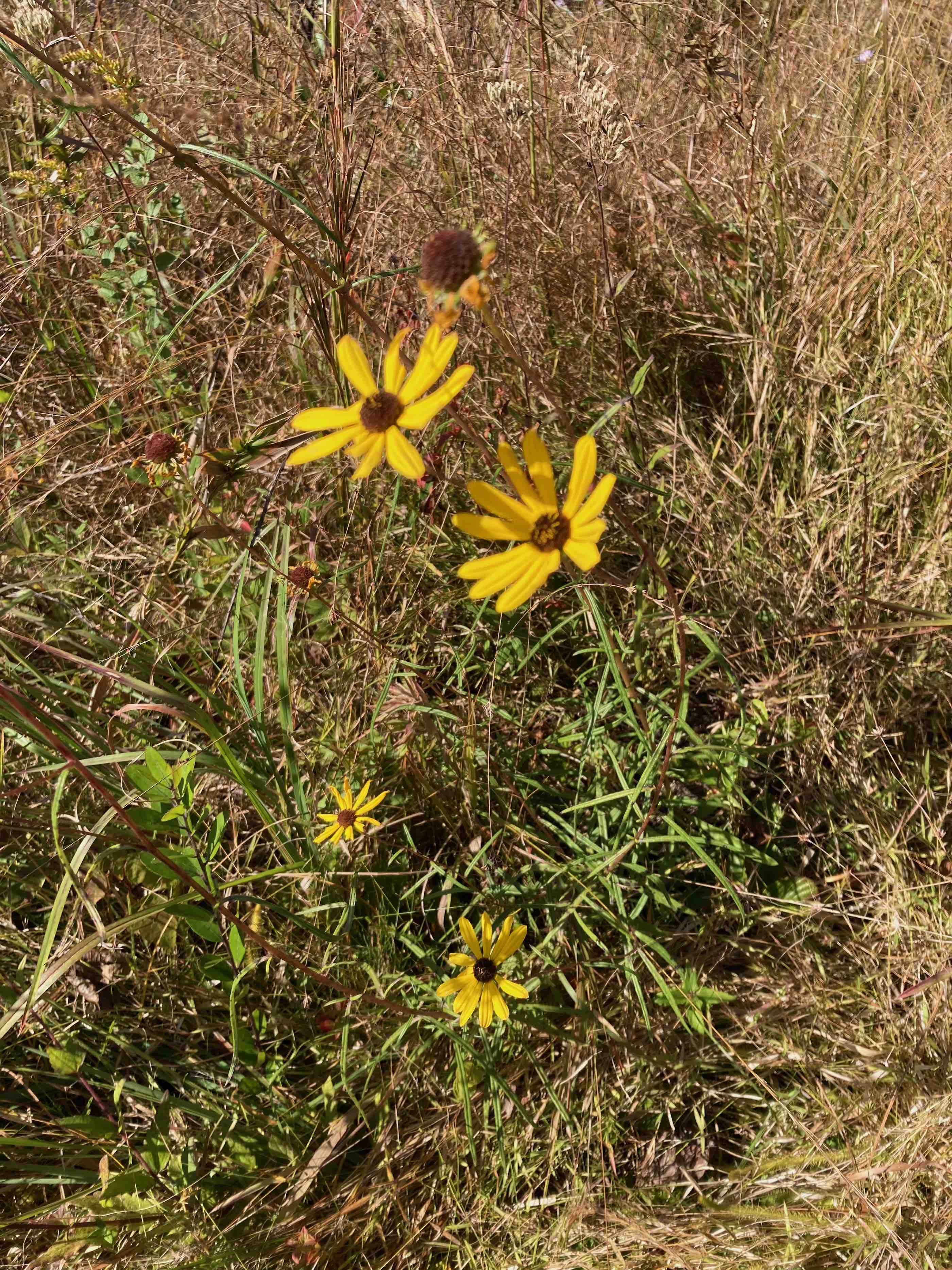 The Scientific Name is Helianthus angustifolius. You will likely hear them called Narrowleaf Sunflower, Swamp Sunflower. This picture shows the Leaves are very narrow, scabrous, and their margins curl inward. of Helianthus angustifolius