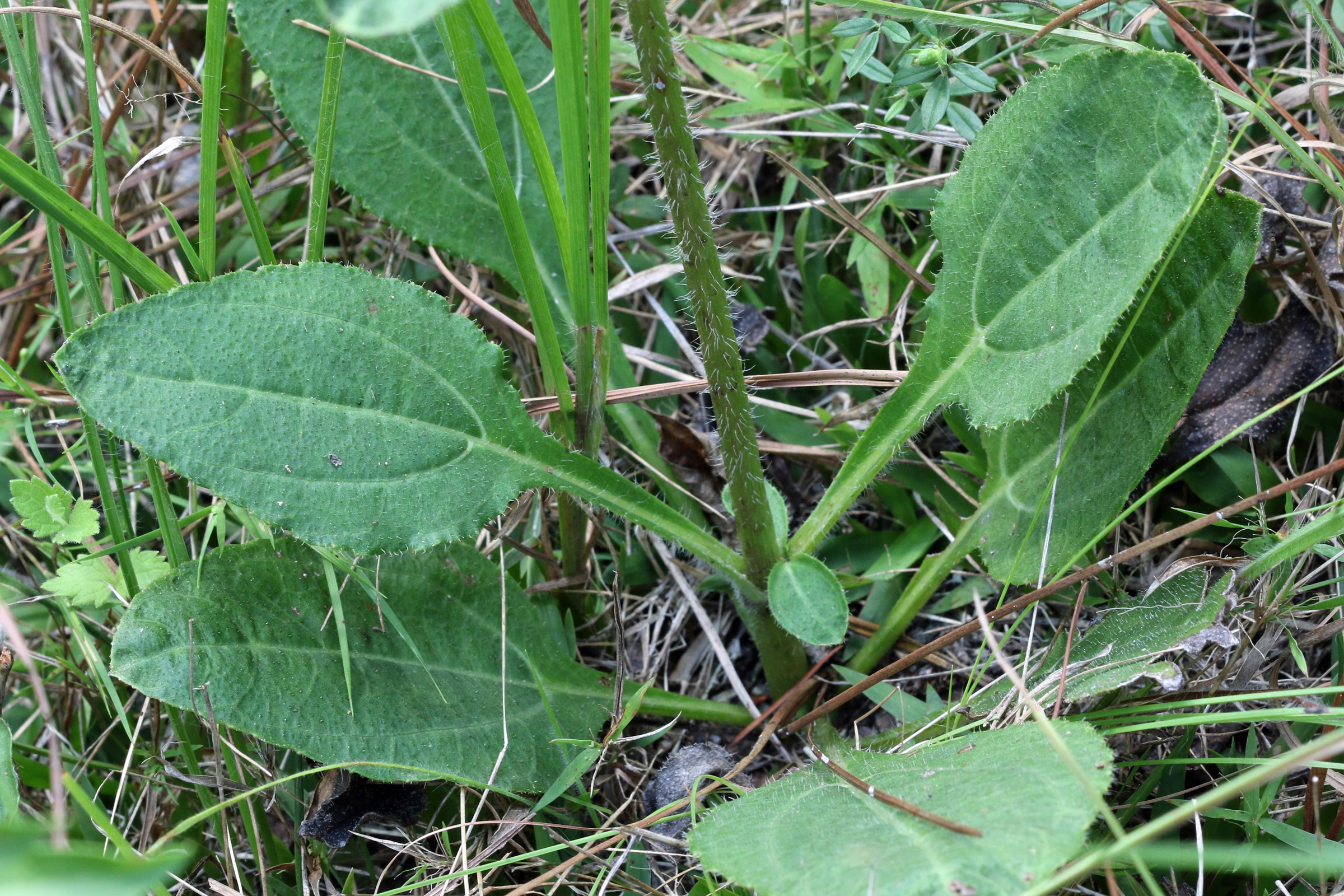 The Scientific Name is Helianthus atrorubens. You will likely hear them called Purpledisk Sunflower, Appalachian Sunflower. This picture shows the Leaves are mostly basal, coarse, hairy with winged petioles. of Helianthus atrorubens