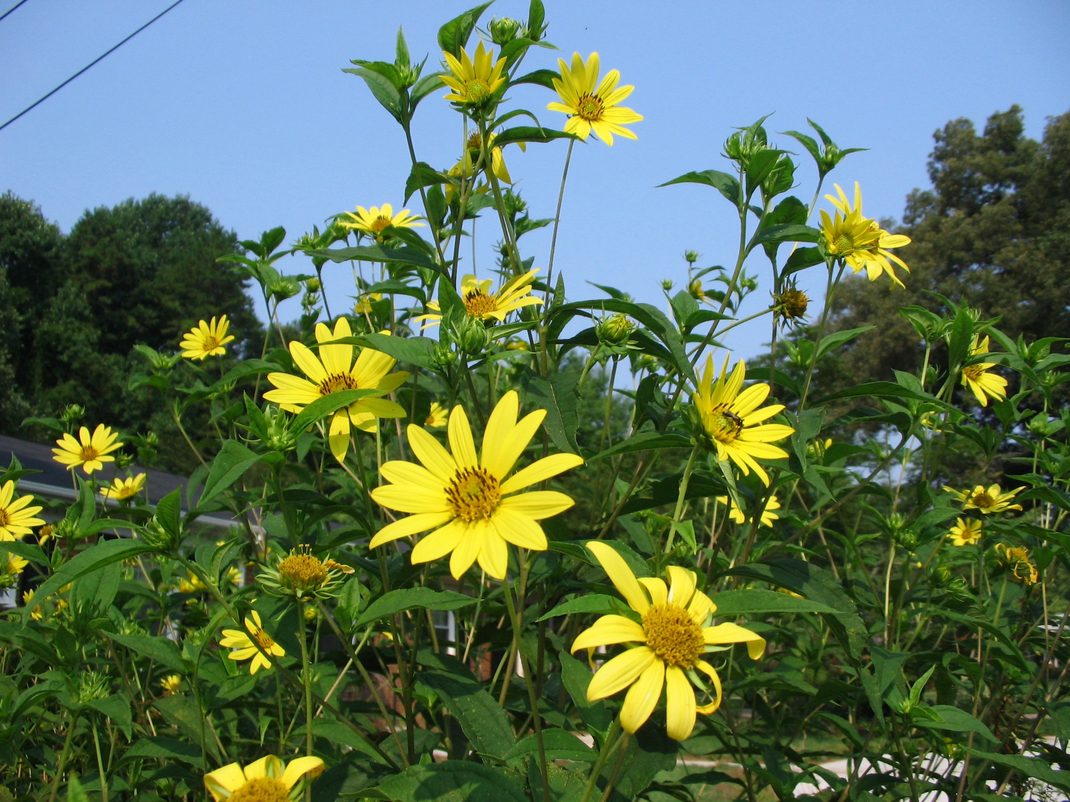 The Scientific Name is Helianthus strumosus. You will likely hear them called Paleleaf Sunflower, Paleleaf Woodland Sunflower, Roughleaf Sunflower. This picture shows the Colonial growth habit of Helianthus strumosus