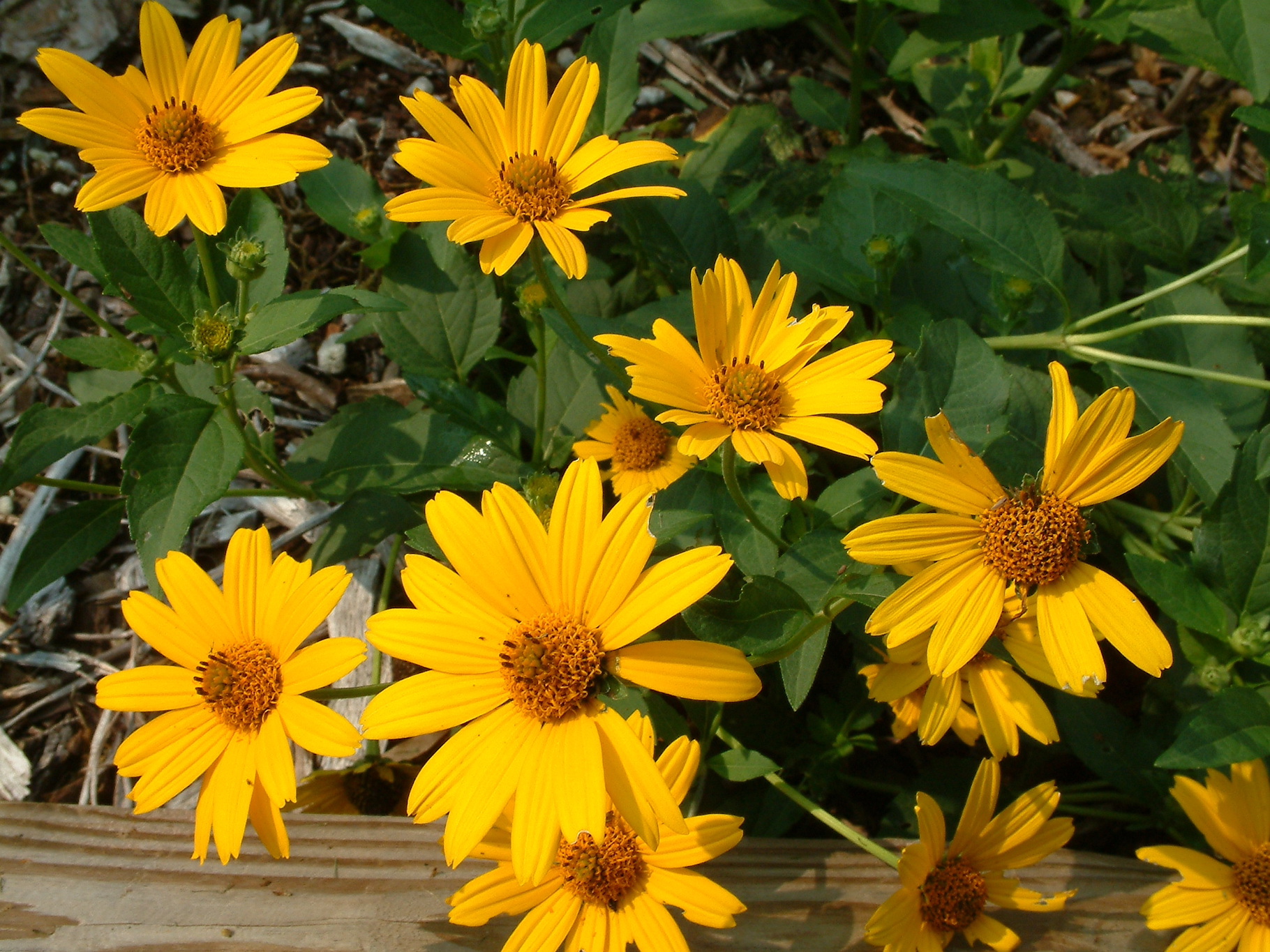 The Scientific Name is Heliopsis helianthoides var. helianthoides. You will likely hear them called Eastern Oxeye, Eastern Sunflower-everlasting, Smooth Oxeye, . This picture shows the  of Heliopsis helianthoides var. helianthoides