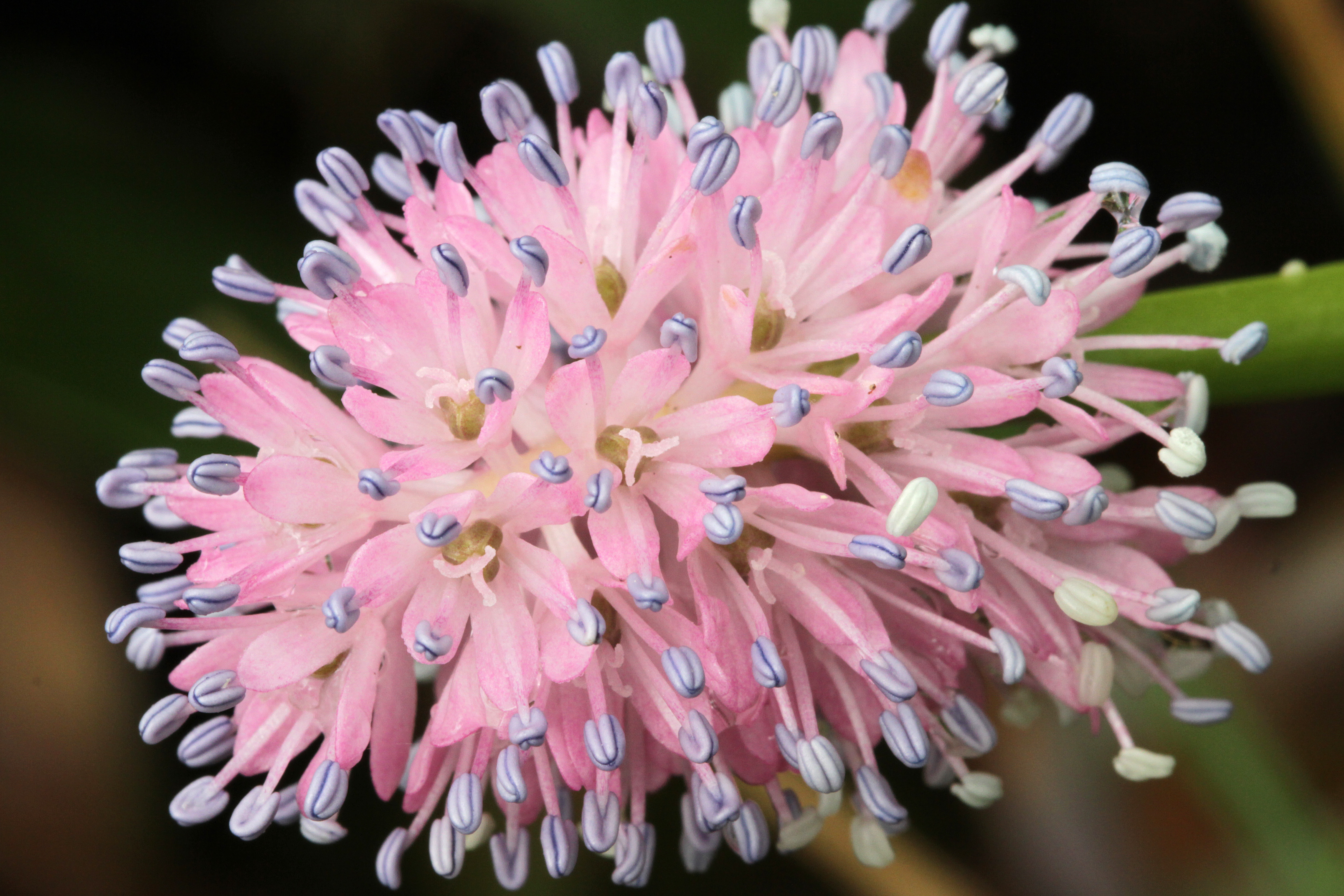 The Scientific Name is Helonias bullata. You will likely hear them called Swamp Pink. This picture shows the Each flower has 6 blue anthers that contrast with the 6 tepals.   of Helonias bullata