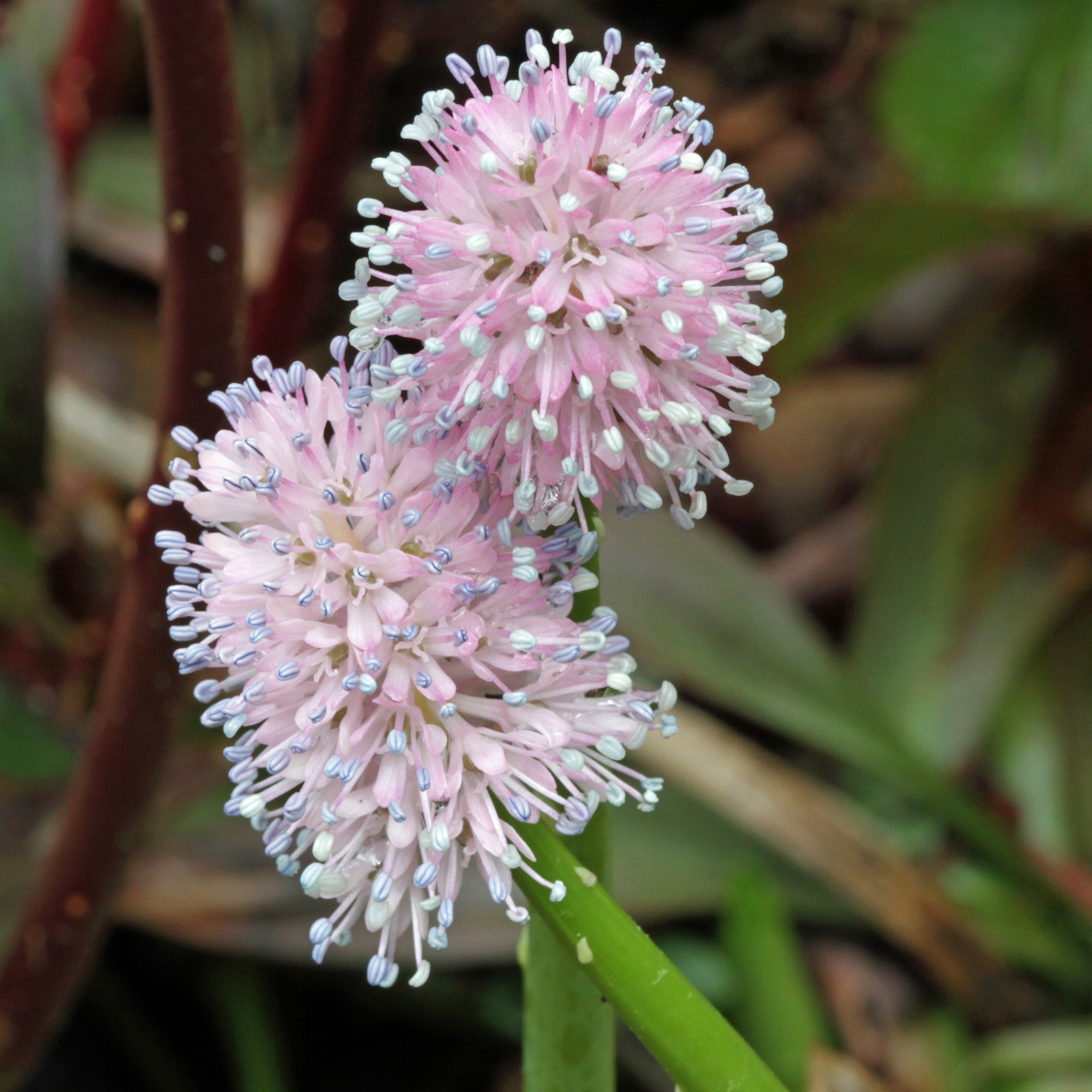 The Scientific Name is Helonias bullata. You will likely hear them called Swamp Pink. This picture shows the Individual flowers are slender and tubular with showy, protruding stamens. of Helonias bullata