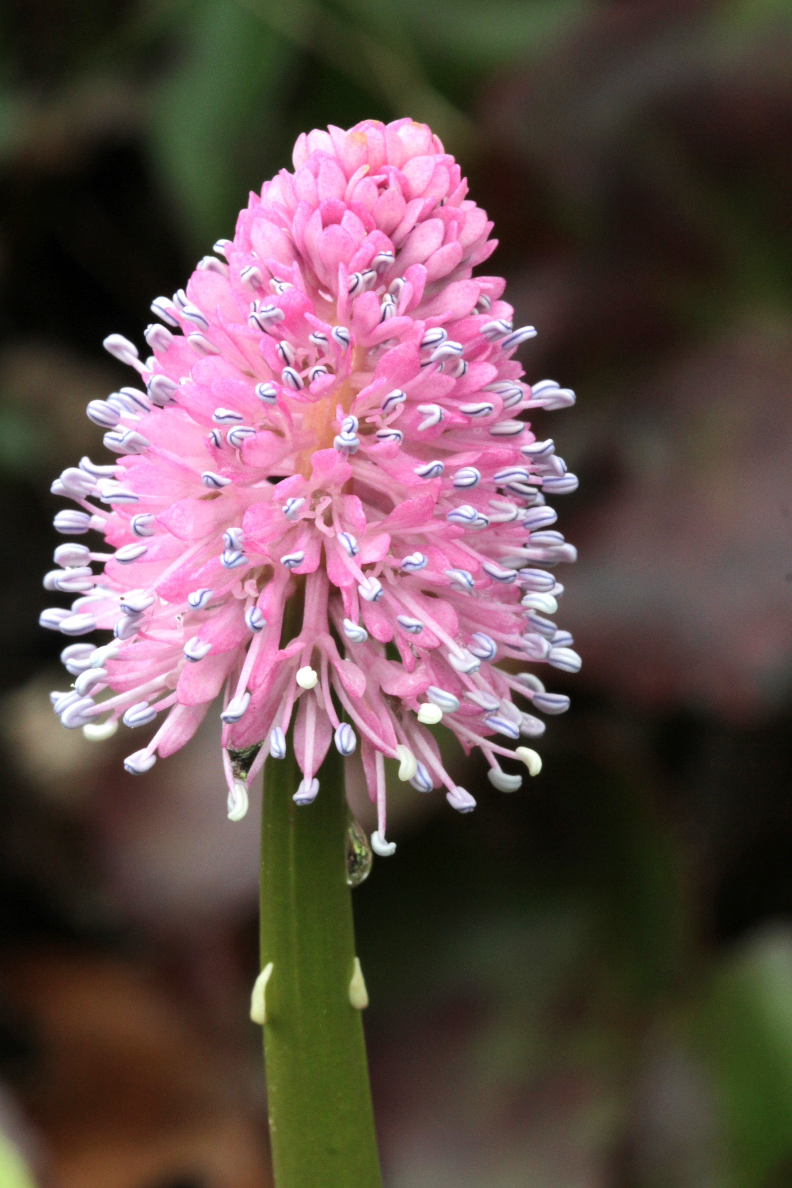 The Scientific Name is Helonias bullata. You will likely hear them called Swamp Pink. This picture shows the Inflorescence is a showy cone-shaped raceme at the top of a tall, smooth, scape bearing small, light-colored scale-like bracts. of Helonias bullata
