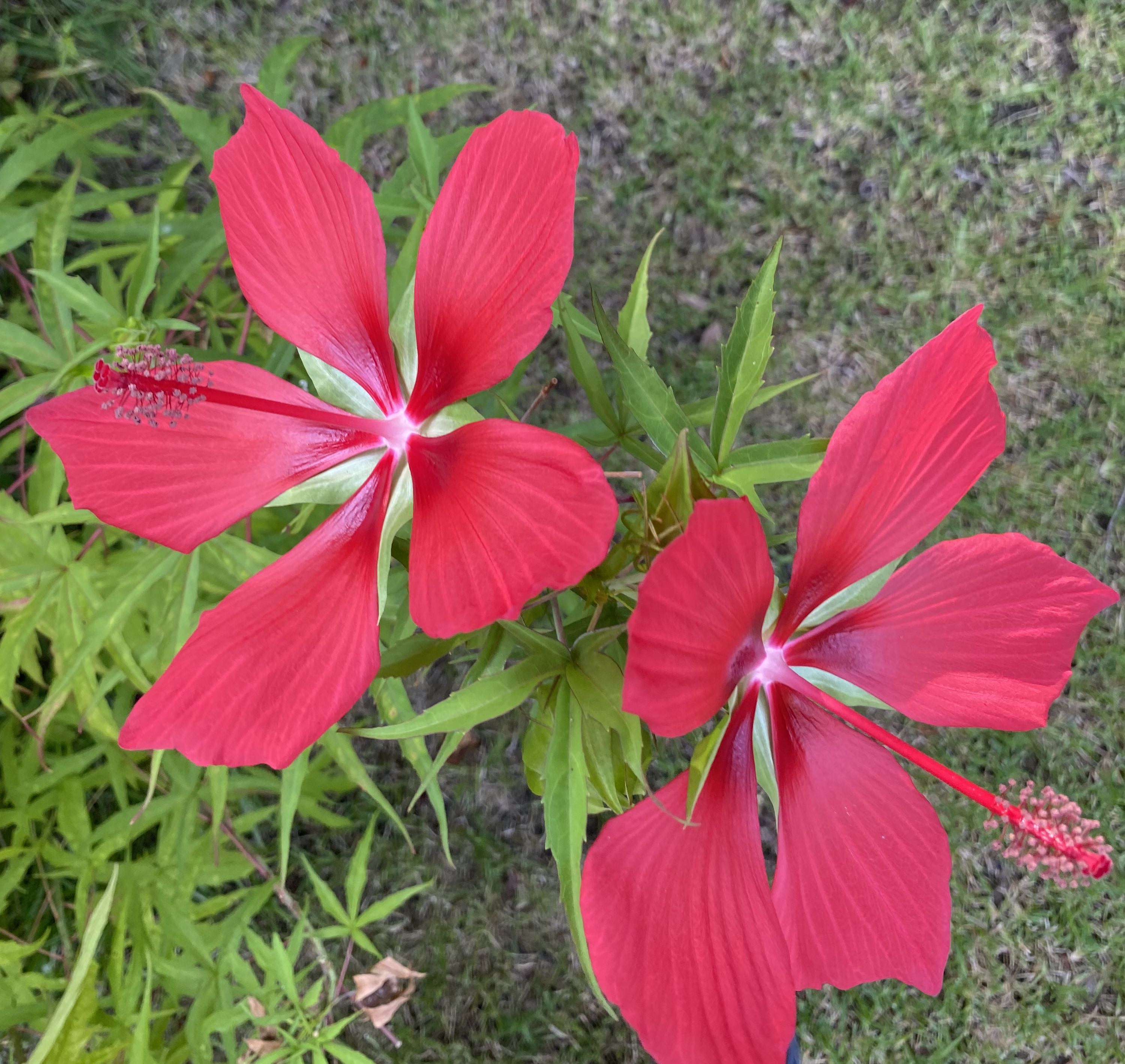 The Scientific Name is Hibiscus coccineus. You will likely hear them called Scarlet Hibiscus, Scarlet Rosemallow, Red Hibiscus. This picture shows the Brilliant crimson-red flowers. of Hibiscus coccineus