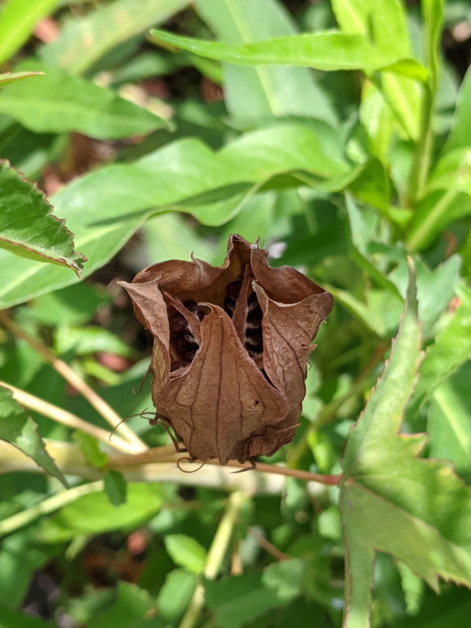 The Scientific Name is Hibiscus laevis [= Hibiscus militaris]. You will likely hear them called Smooth Rose-mallow, Halberd-leaved Marsh-mallow, Showy Hibiscus. This picture shows the The fruit is a capsule. of Hibiscus laevis [= Hibiscus militaris]