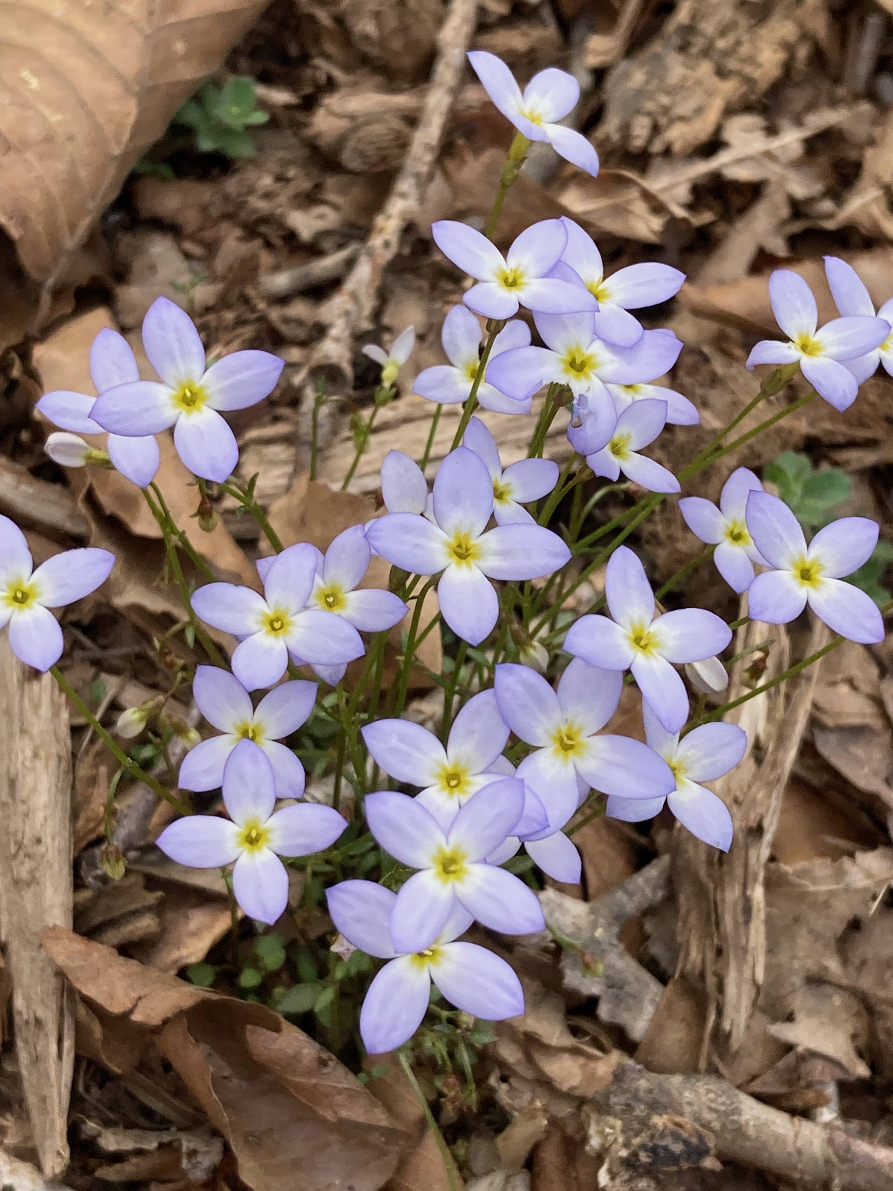 The Scientific Name is Houstonia caerulea. You will likely hear them called Quaker Ladies, Innocence, Common Bluet. This picture shows the Although small, they are surprisingly showy. of Houstonia caerulea