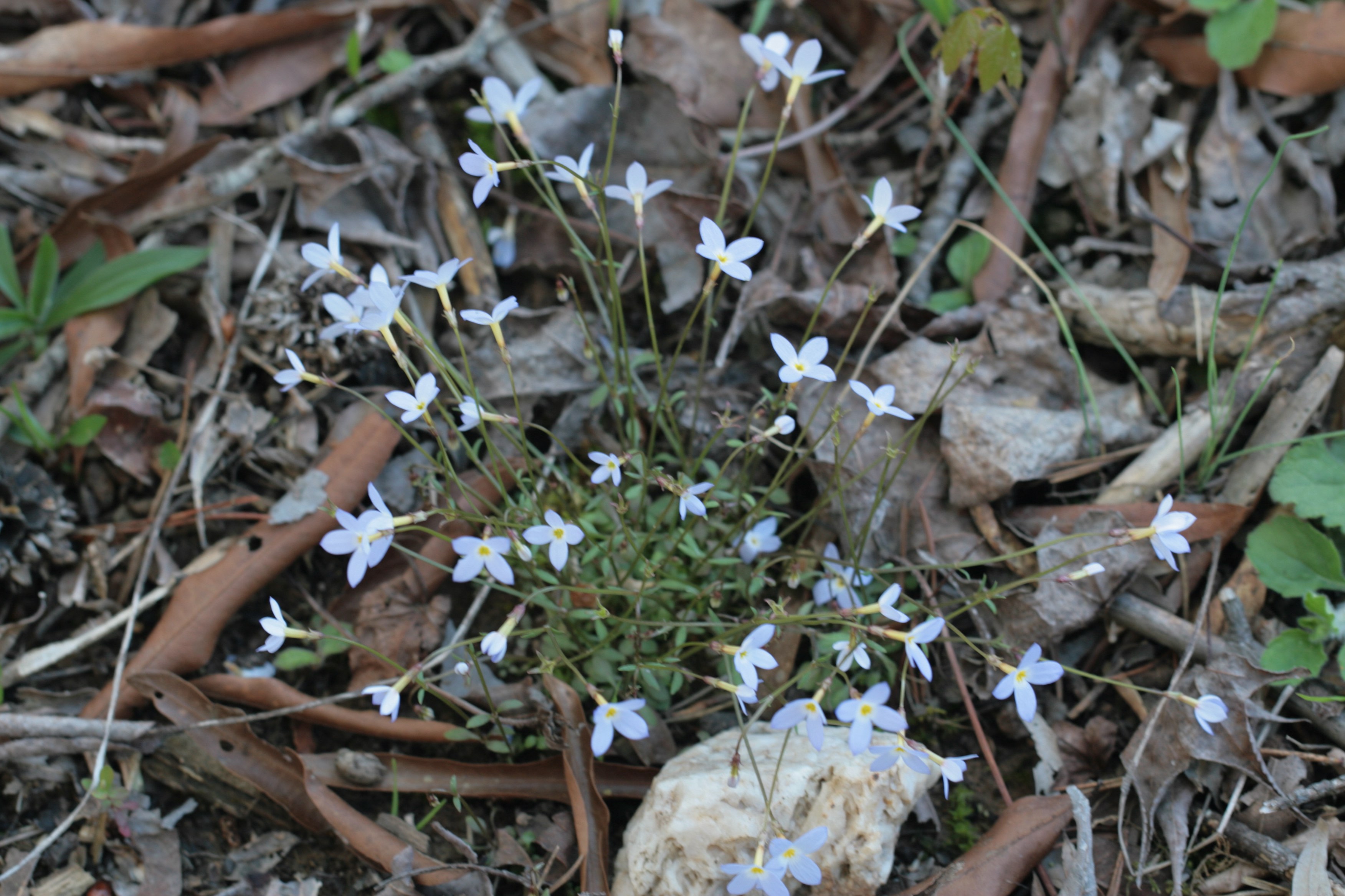 The Scientific Name is Houstonia caerulea. You will likely hear them called Quaker Ladies, Innocence, Common Bluet. This picture shows the Tiny plant with round basal leaves, paired stem leaves, and small blue flowers atop a rather long peduncle. Plants are found in clusters. of Houstonia caerulea