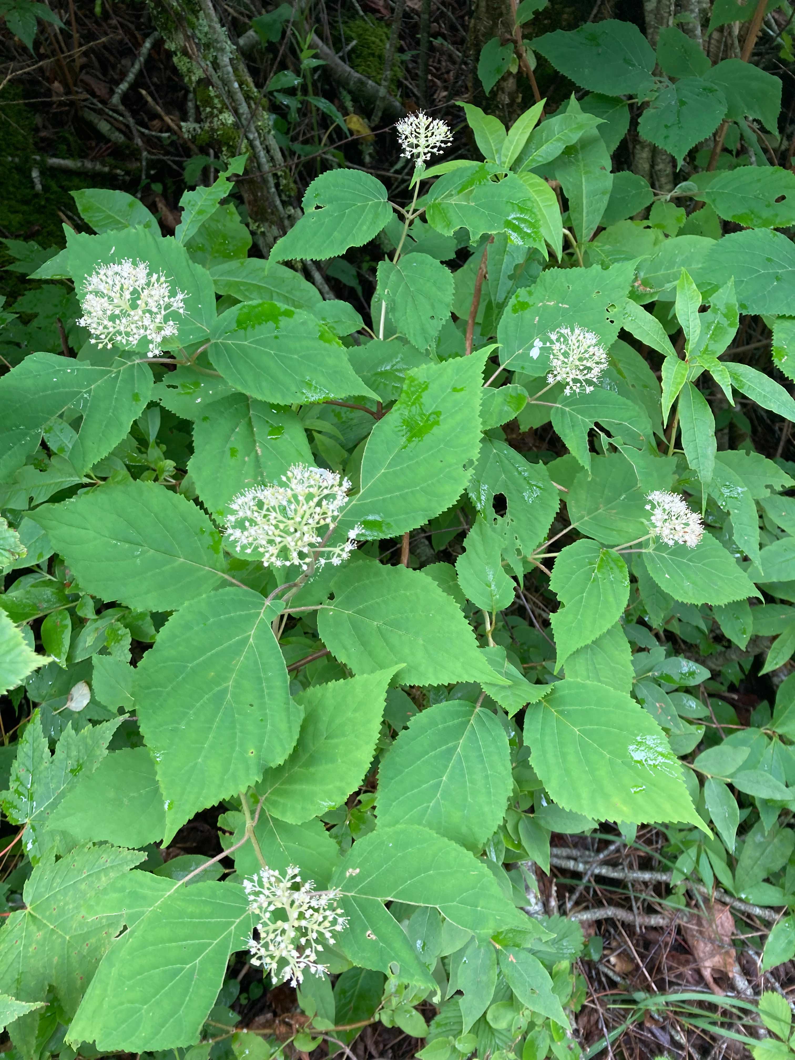 The Scientific Name is Hydrangea arborescens. You will likely hear them called Wild Hydrangea, Sevenbark. This picture shows the The ovate shaped serrated leaves have an acuminate tip. of Hydrangea arborescens