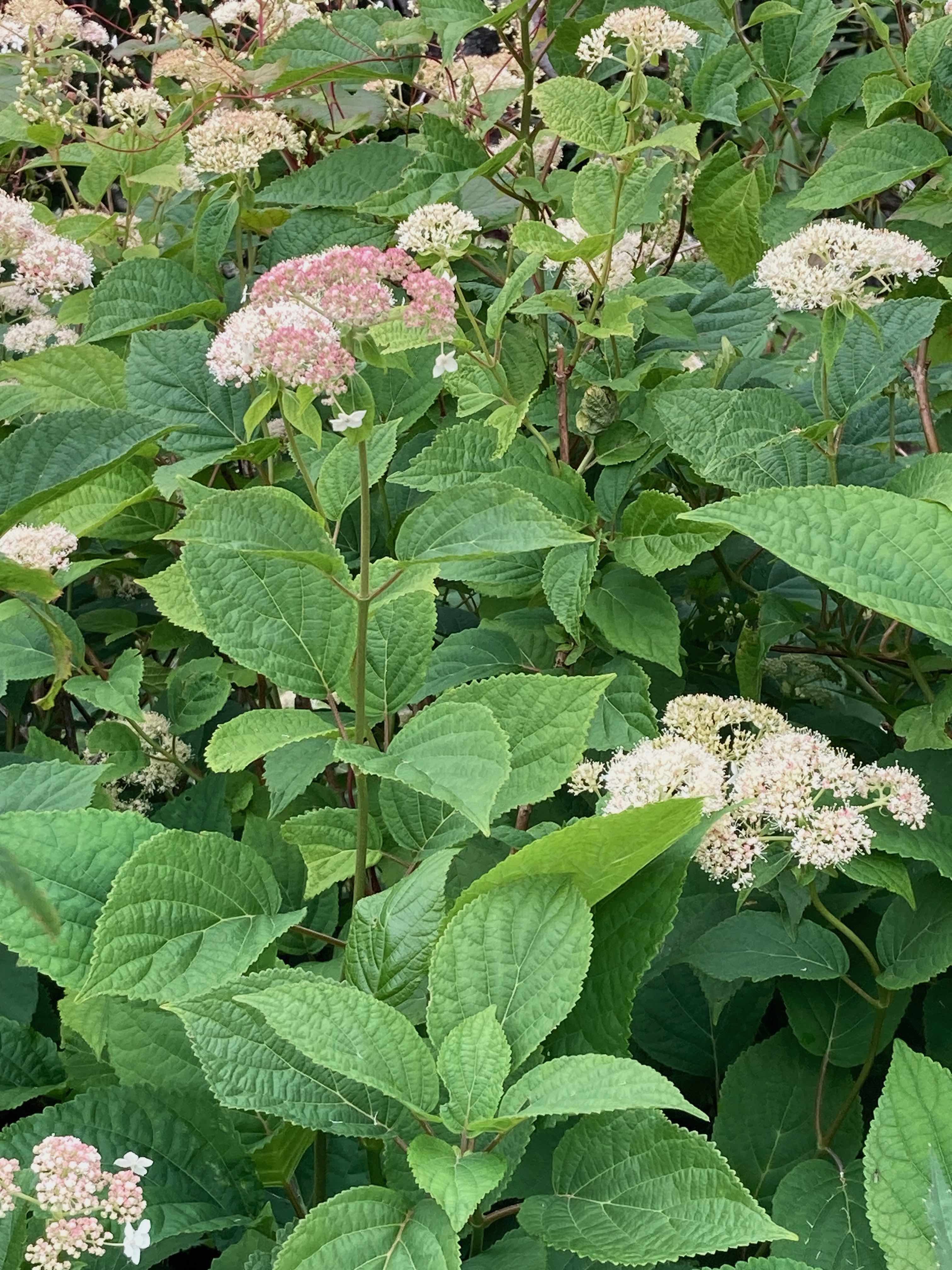 The Scientific Name is Hydrangea arborescens. You will likely hear them called Wild Hydrangea, Sevenbark. This picture shows the The inflorescence on this individual is not pure white but has some blush color. of Hydrangea arborescens