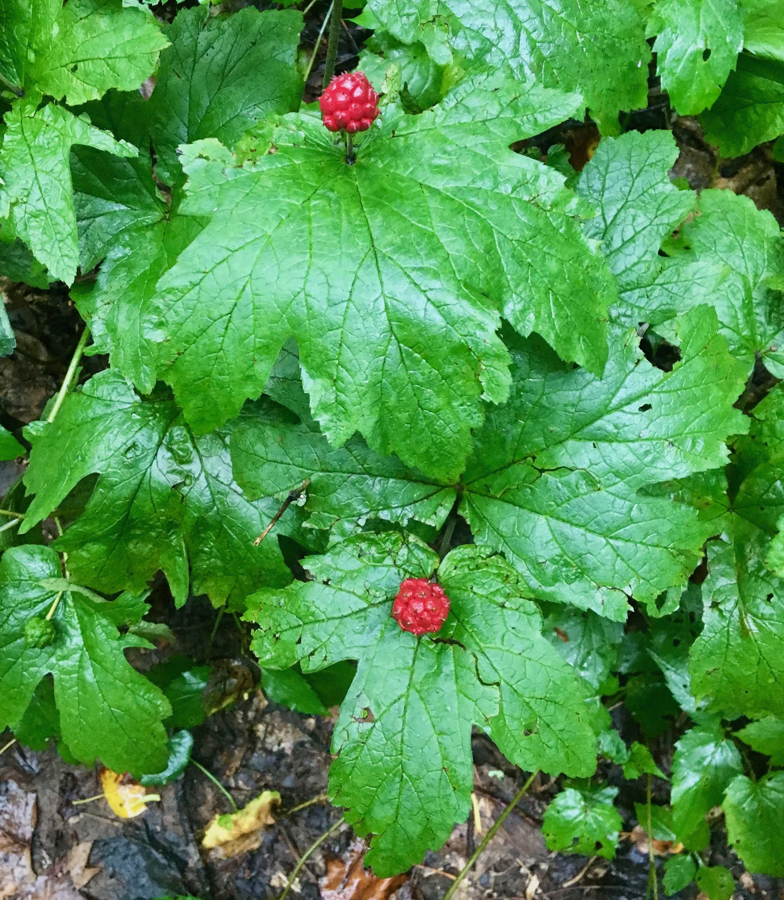 The Scientific Name is Hydrastis canadensis. You will likely hear them called Goldenseal. This picture shows the Bright red berry sits above the large, palmate leaves of Hydrastis canadensis