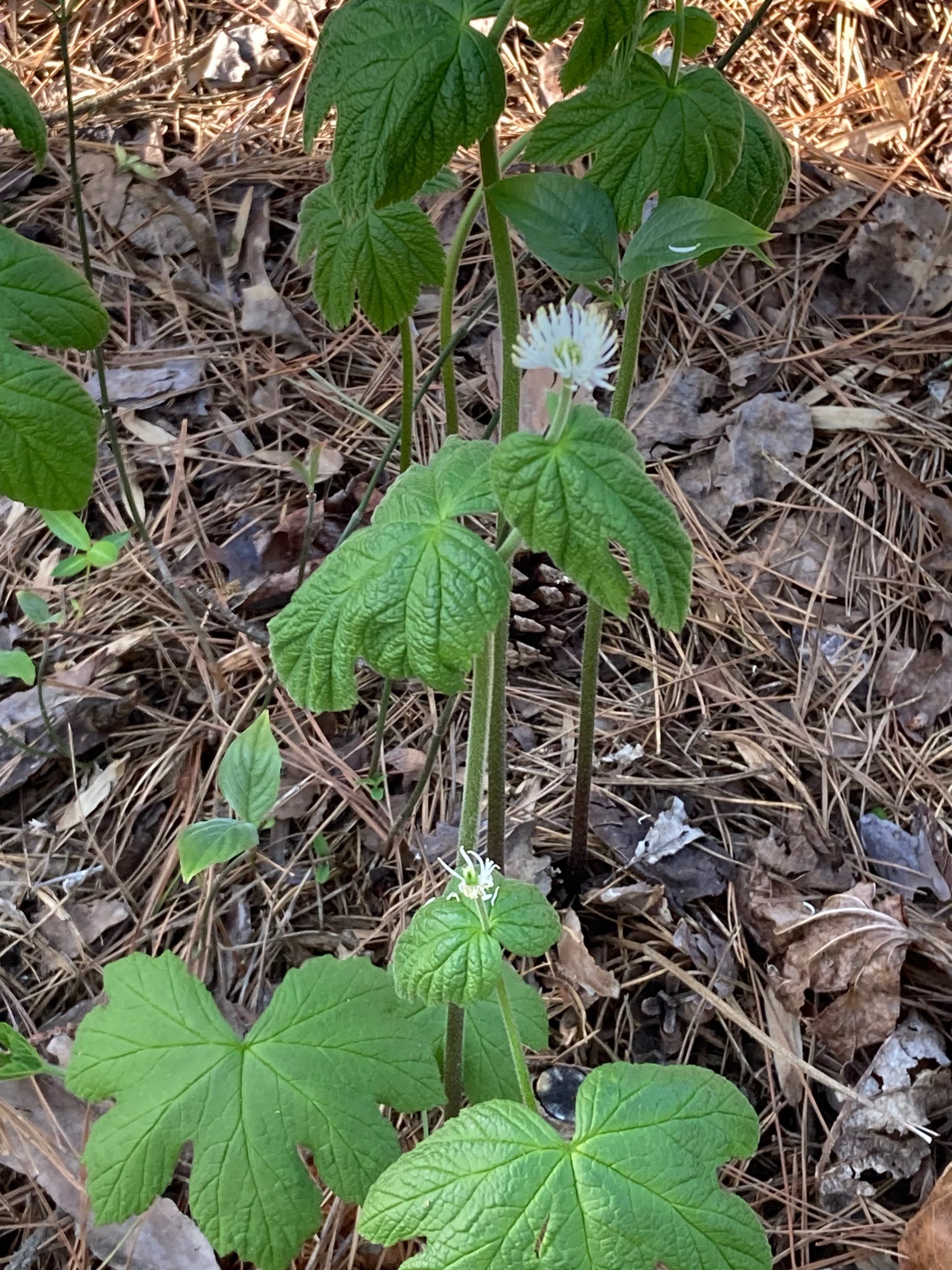 The Scientific Name is Hydrastis canadensis. You will likely hear them called Goldenseal. This picture shows the Grows to 10-15