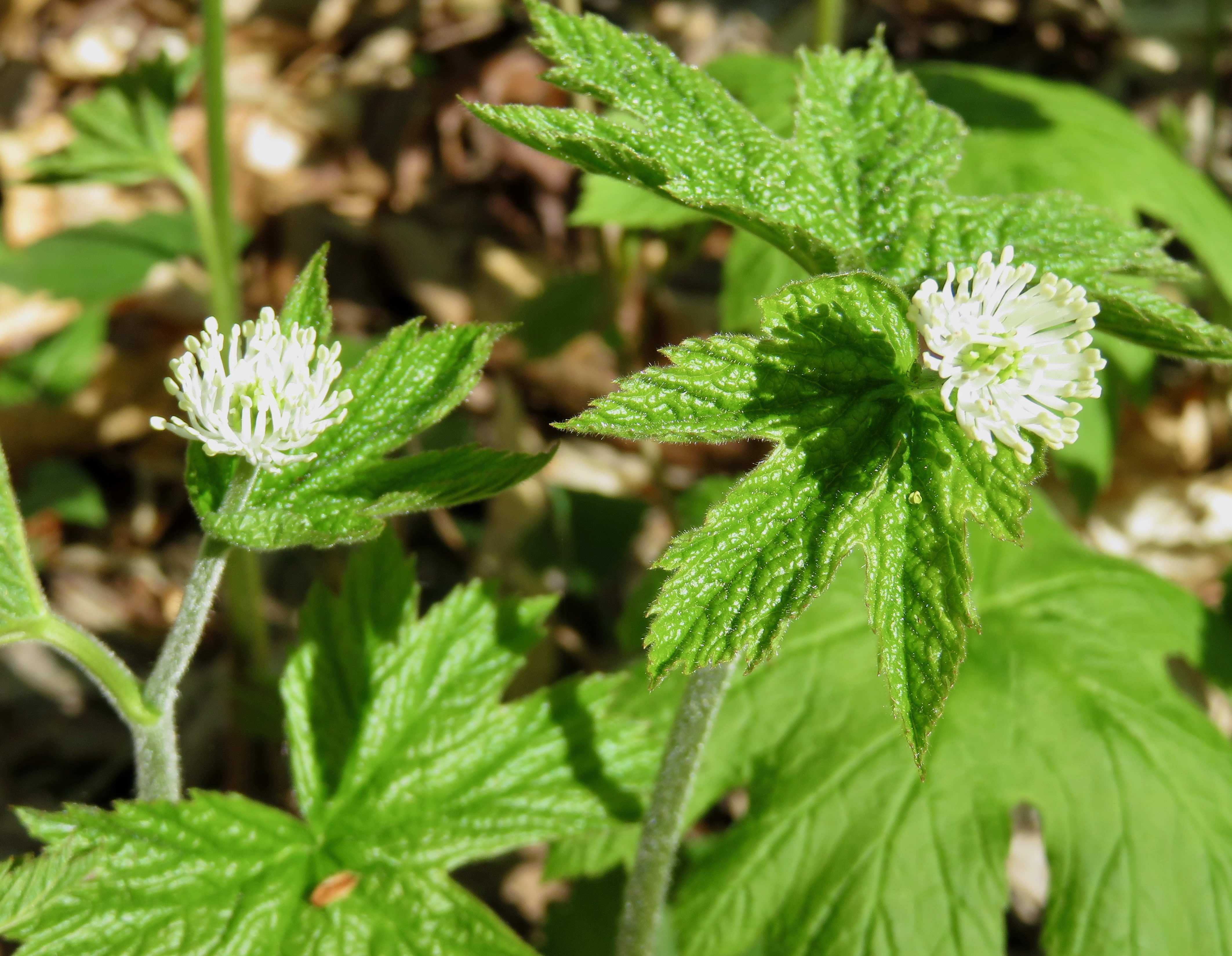 The Scientific Name is Hydrastis canadensis. You will likely hear them called Goldenseal. This picture shows the Showy white stamens surround green ovaries (no petals); leaves are palmate of Hydrastis canadensis