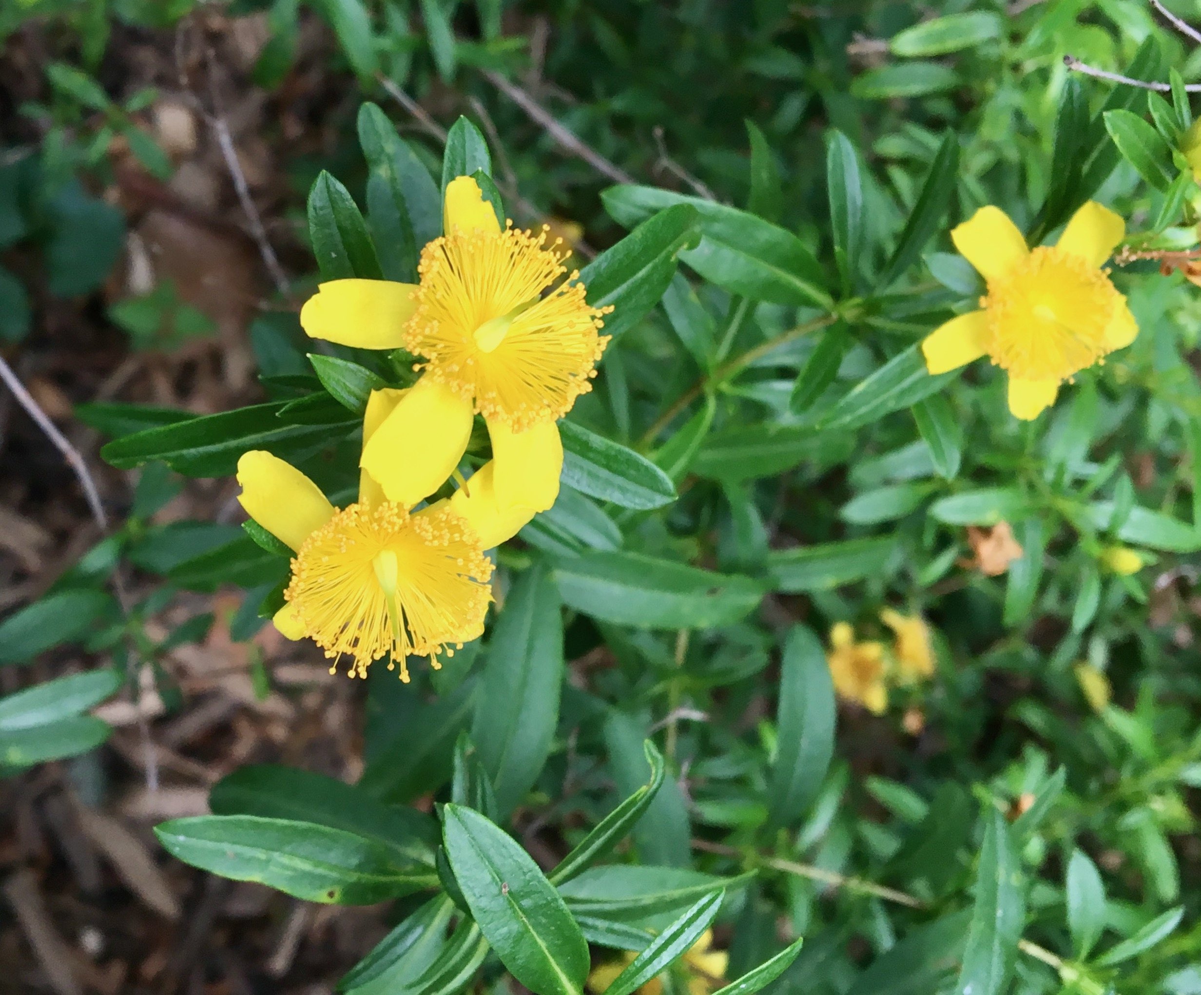 The Scientific Name is Hypericum prolificum [=Hypericum spathulatum]. You will likely hear them called Shrubby St. John's-wort. This picture shows the The 5 petals are outshown by the burst of yellow stamens of Hypericum prolificum [=Hypericum spathulatum]