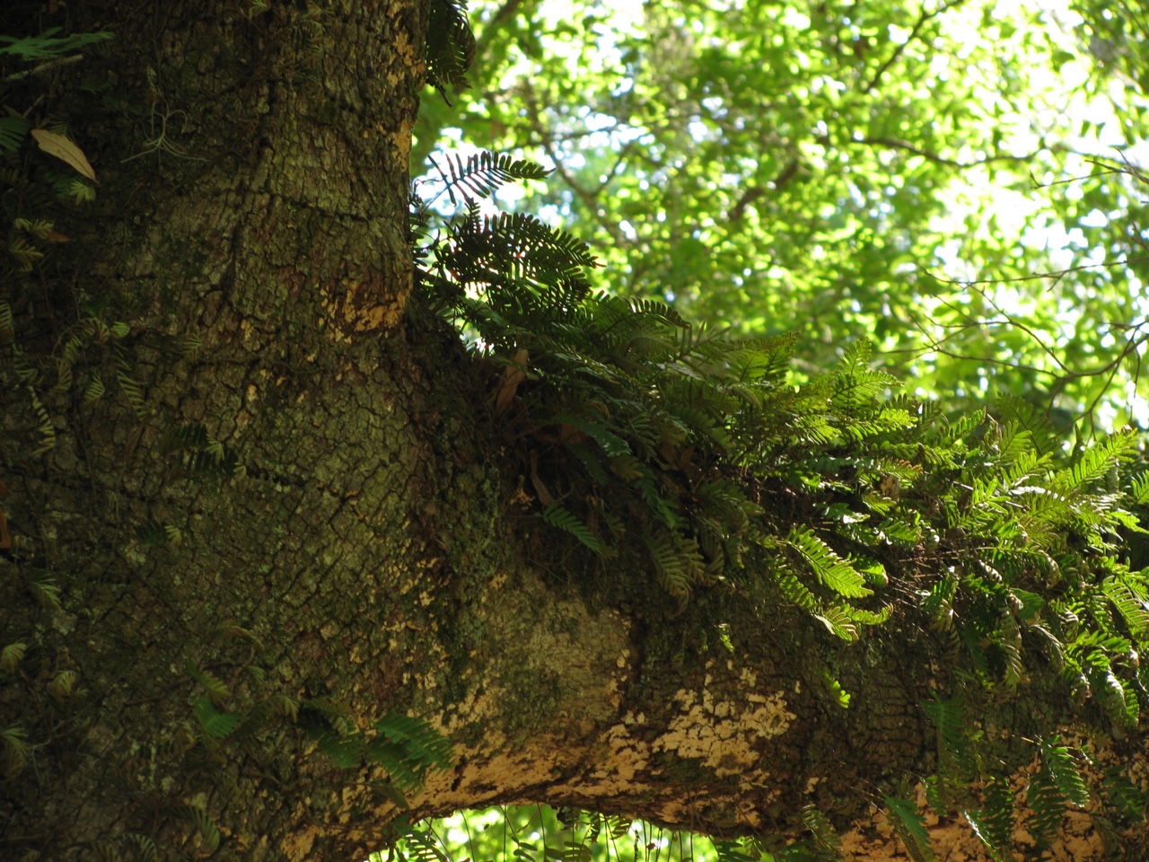The Scientific Name is Pleopeltis michauxiana [= Polypodium polypodioides, Pleopeltis polypodioides]. You will likely hear them called Resurrection fern. This picture shows the Growing on a tree limb of Pleopeltis michauxiana [= Polypodium polypodioides, Pleopeltis polypodioides]