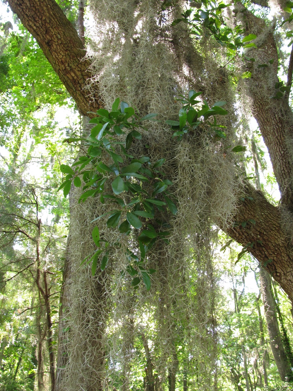 The Scientific Name is Quercus virginiana. You will likely hear them called Live Oak. This picture shows the Festooned with Spanish Moss of Quercus virginiana