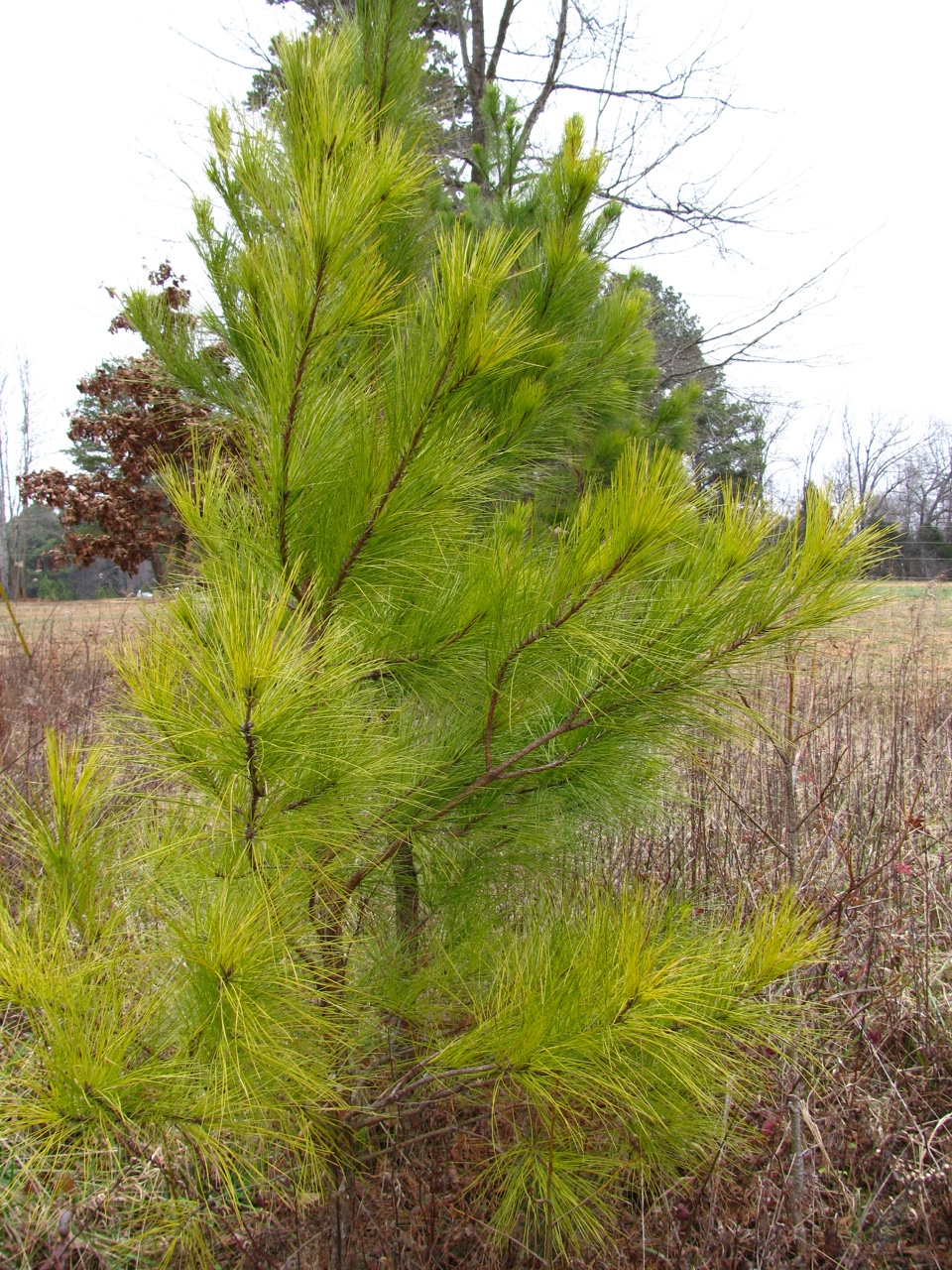 The Scientific Name is Pinus taeda. You will likely hear them called Loblolly Pine, Old Field Pine. This picture shows the Young sapling in winter with somewhat unusual color-maybe nutrient stressed? of Pinus taeda