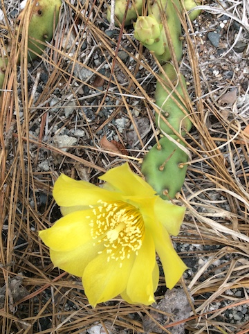 The Scientific Name is Opuntia humifusa [=Opuntia compressa]. You will likely hear them called Eastern Prickly Pear, Devil's-tongue. This picture shows the Bloom of Opuntia humifusa [=Opuntia compressa]