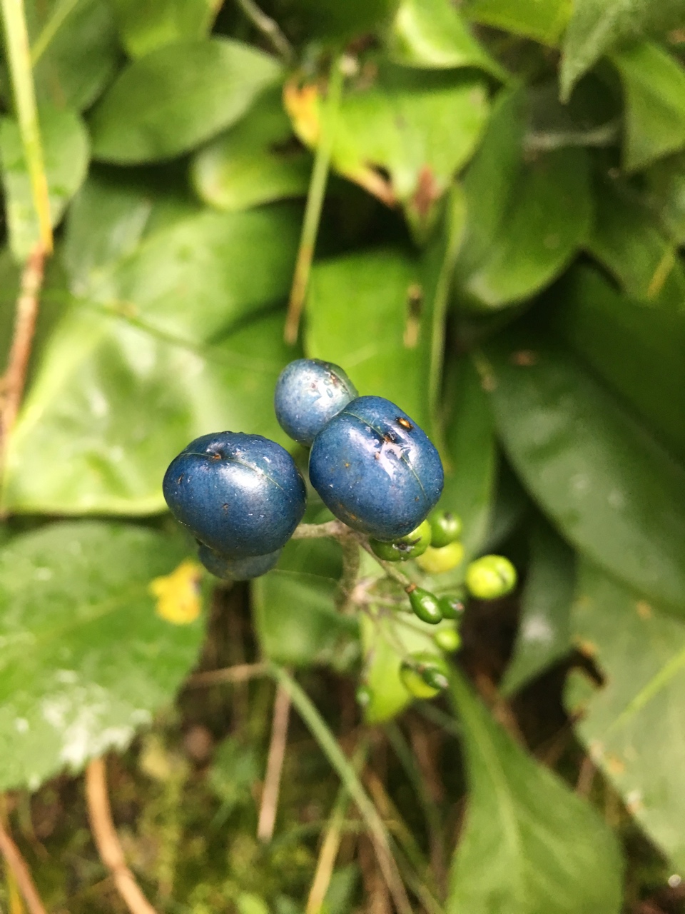 The Scientific Name is Clintonia borealis. You will likely hear them called Clinton's Lily, Yellow Clintonia, Bluebead Lily. This picture shows the Close-up of mature berries of Clintonia borealis