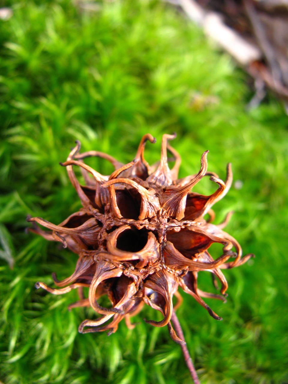 The Scientific Name is Liquidambar styraciflua. You will likely hear them called Sweet Gum, Red Gum, Sweetgum. This picture shows the Close-up of fruit (woody capsule) of Liquidambar styraciflua
