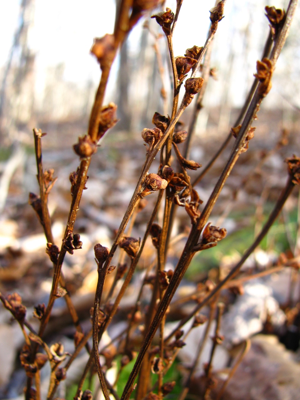 The Scientific Name is Epifagus virginiana. You will likely hear them called Beechdrops, Beech-drops. This picture shows the Last year's dried stems  of Epifagus virginiana