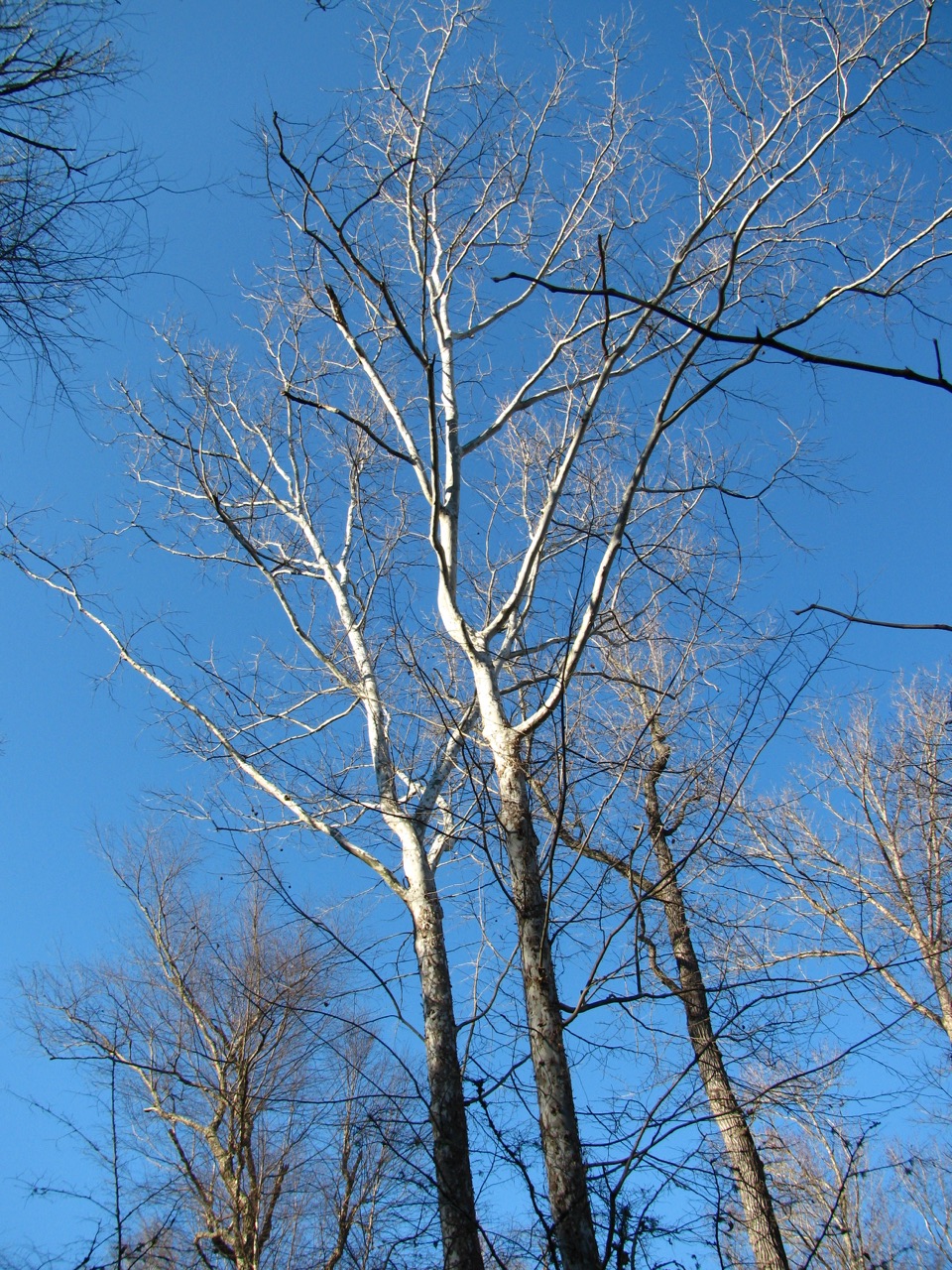 The Scientific Name is Platanus occidentalis. You will likely hear them called American Sycamore. This picture shows the Characteristic white inner bark on upper branches of Platanus occidentalis