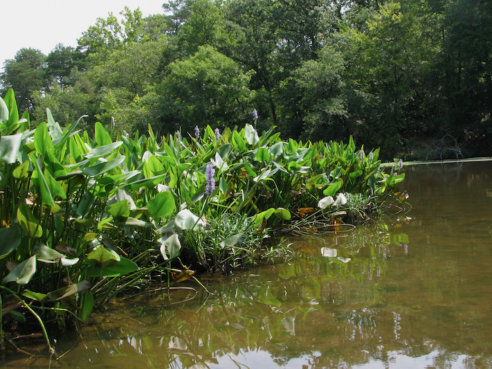 The Scientific Name is Pontederia cordata. You will likely hear them called Pickerelweed. This picture shows the Natural wetland habitat of Pontederia cordata
