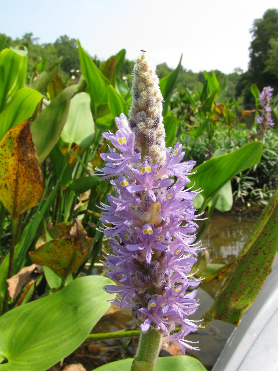 The Scientific Name is Pontederia cordata. You will likely hear them called Pickerelweed. This picture shows the Close-up of flower spike of Pontederia cordata