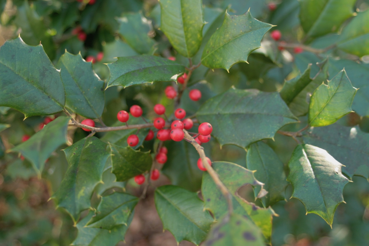 The Scientific Name is Ilex opaca [= Ilex opaca var. opaca]. You will likely hear them called American Holly, Christmas Holly. This picture shows the Beautiful red fruit (drupes) in the Fall against the dark green evergreen leaves of Ilex opaca [= Ilex opaca var. opaca]