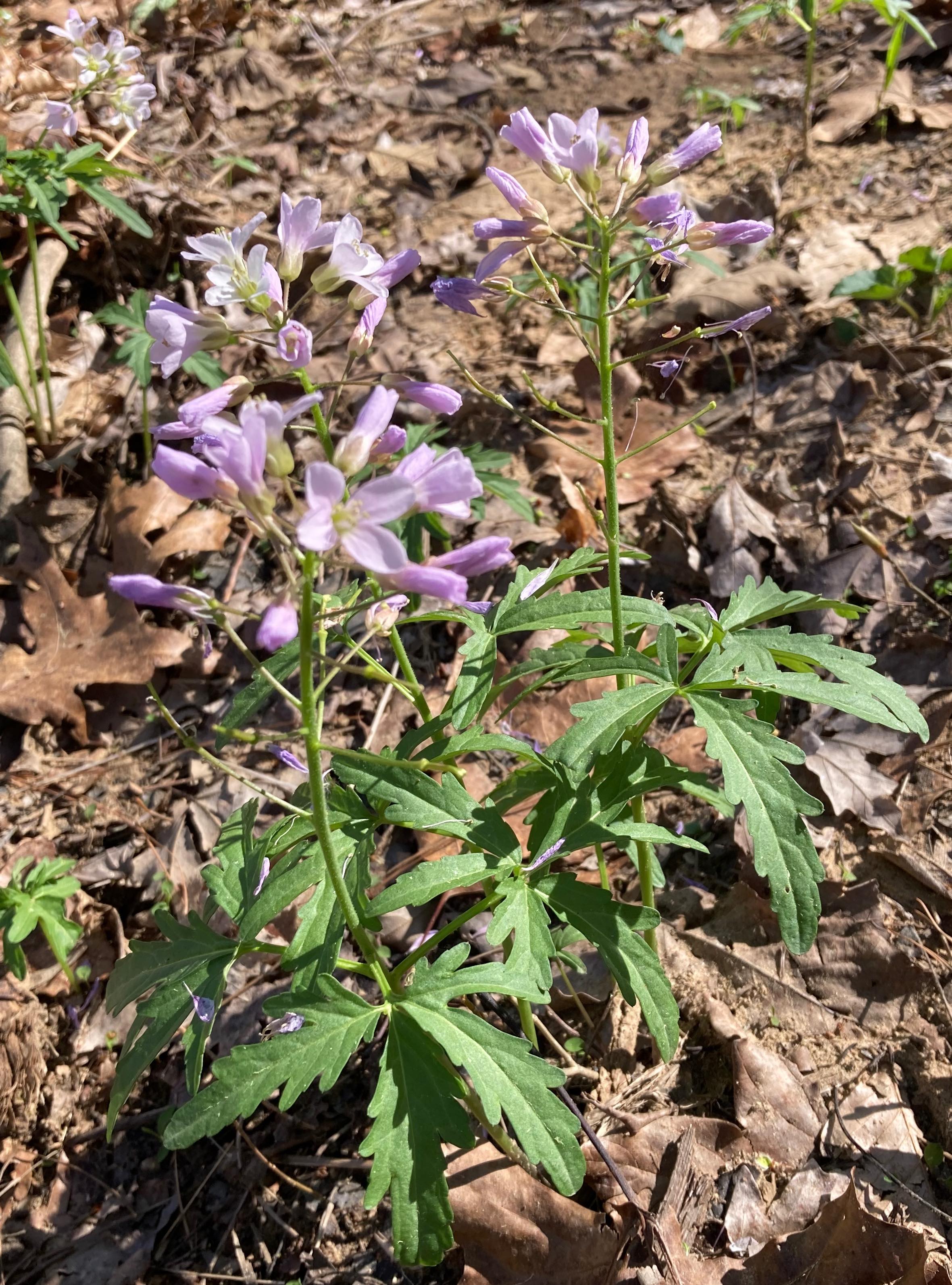The Scientific Name is Cardamine concatenata [= Dentaria laciniata]. You will likely hear them called Cutleaf Toothwort. This picture shows the Although more commonly with white flowers, the color can also be lavender/pink/purplish. of Cardamine concatenata [= Dentaria laciniata]