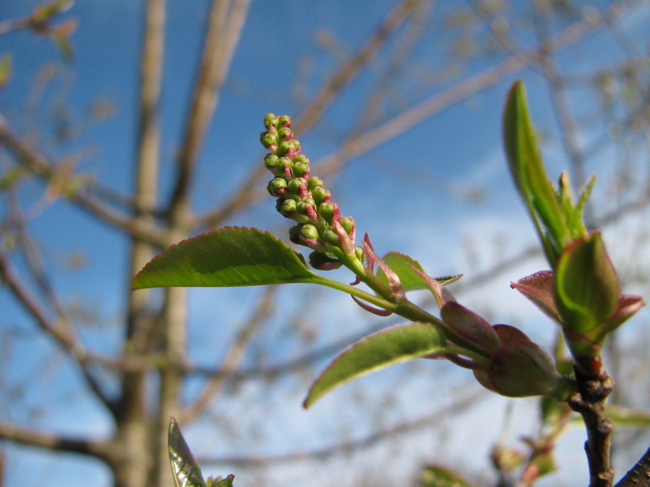The Scientific Name is Prunus serotina var. serotina. You will likely hear them called Wild Black Cherry, Wild Cherry, Cabinet Cherry, Rum Cherry. This picture shows the Developing raceme and leaves emerging in early spring of Prunus serotina var. serotina