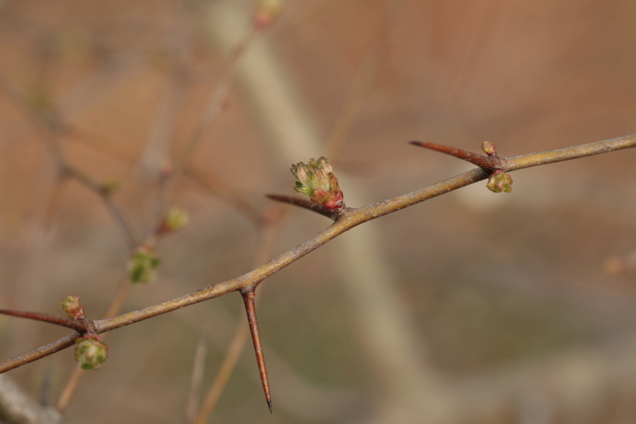 The Scientific Name is Crataegus marshallii. You will likely hear them called Parsley Hawthorn, Parsley Haw. This picture shows the Bud opening in early spring; characteristic thorns on branches of Crataegus marshallii