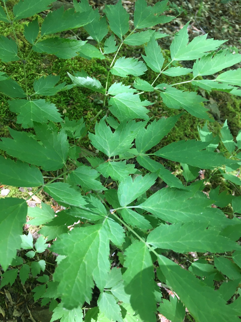 The Scientific Name is Xanthorhiza simplicissima. You will likely hear them called Brook-Feather, Yellowroot. This picture shows the Close-up of foliage in Spring with its compound leaves of lobed and strongly serrated leaflets. of Xanthorhiza simplicissima