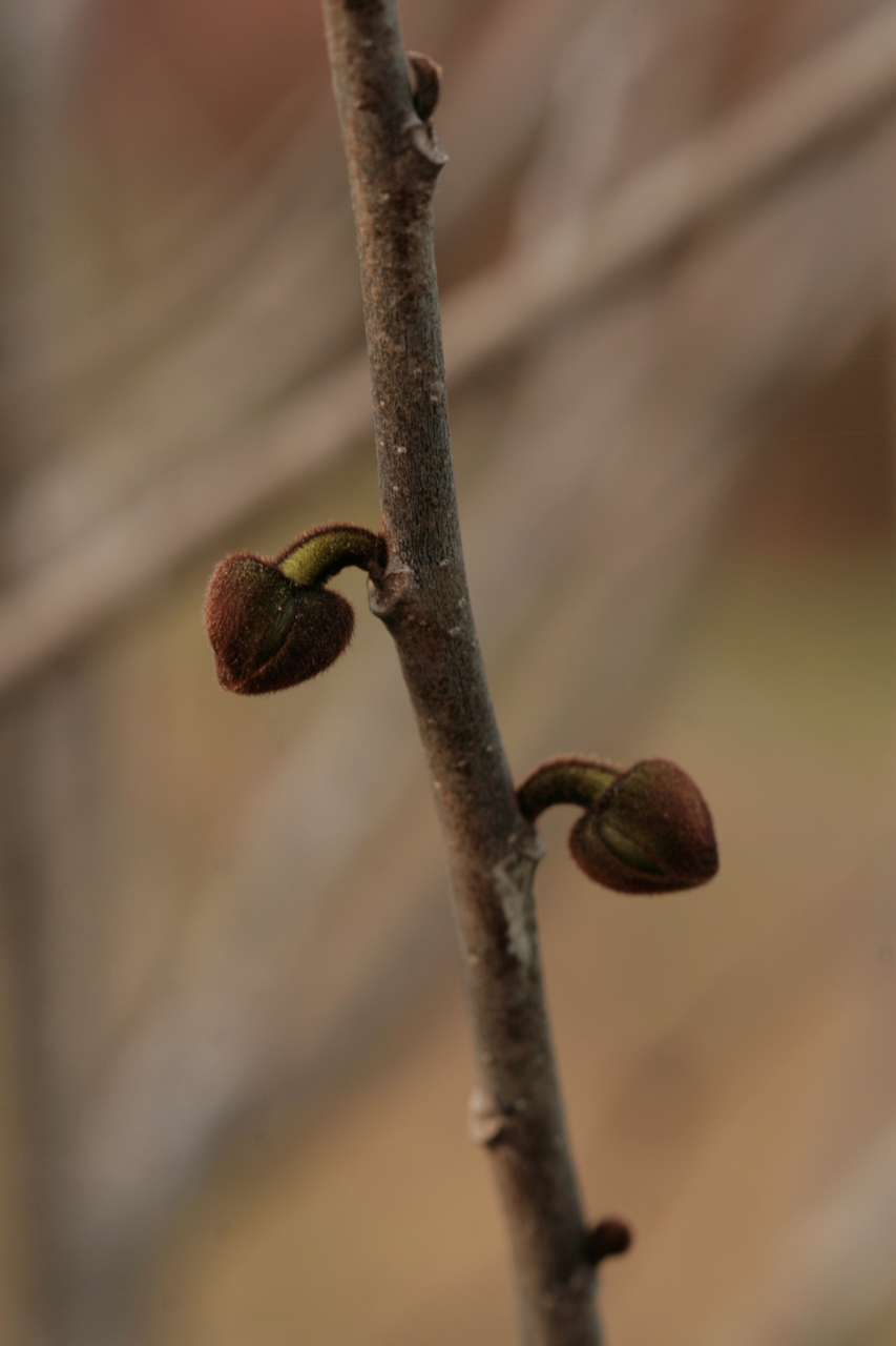 The Scientific Name is Asimina triloba. You will likely hear them called Pawpaw. This picture shows the Flower buds in early April of Asimina triloba