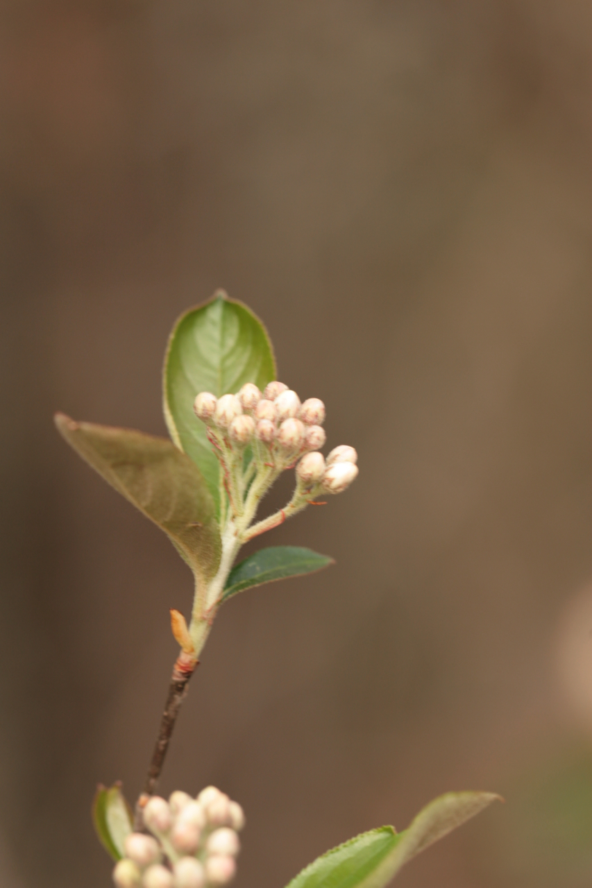 The Scientific Name is Aronia arbutifolia [= Photinia pyrifolia, Sorbus arbutifolia, Pyrus arbutifolia]. You will likely hear them called Red Chokeberry. This picture shows the Buds in early April of Aronia arbutifolia [= Photinia pyrifolia, Sorbus arbutifolia, Pyrus arbutifolia]