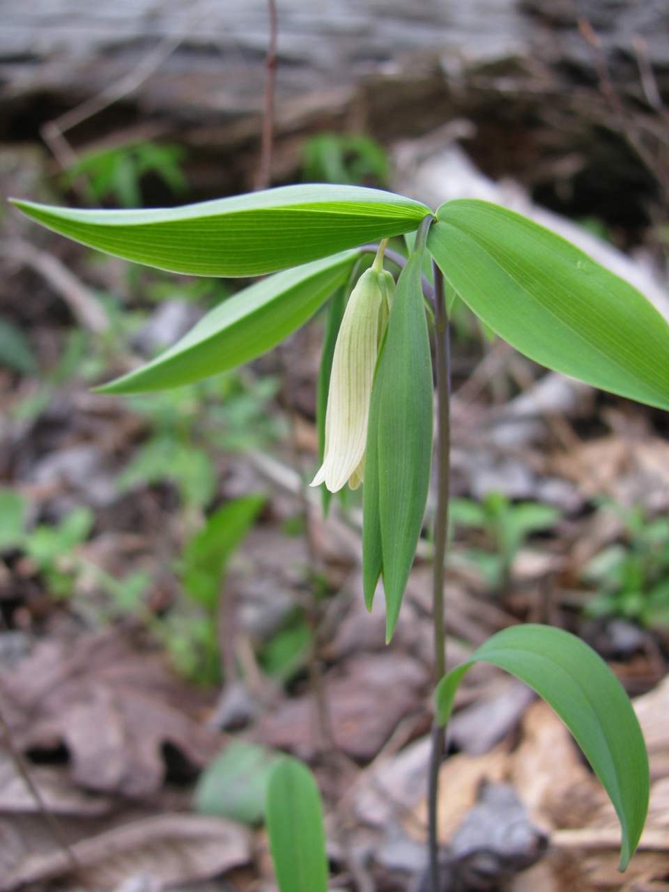 The Scientific Name is Uvularia sessilifolia. You will likely hear them called Bellwort, Straw-lily, Wild-oats, Mountain Bellwort. This picture shows the Flowering plant close-up. Notice the sessile and drooping leaves. U. puberula also has sessile leaves but they are strongly ascending. of Uvularia sessilifolia