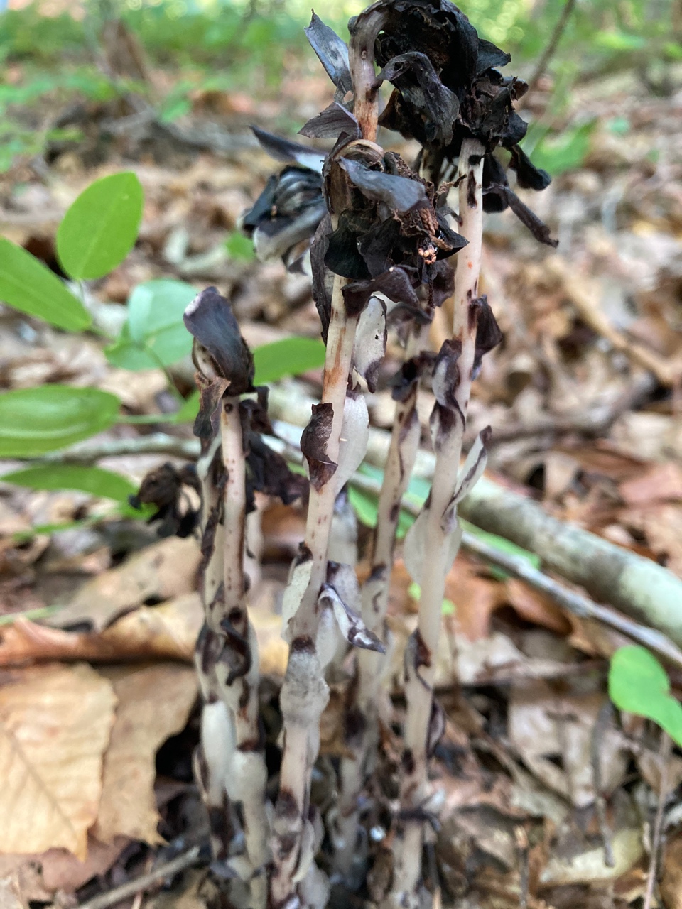 The Scientific Name is Monotropa uniflora. You will likely hear them called Indian Pipes, One-flowered Indian-pipes. This picture shows the Senescing plants turn black in color of Monotropa uniflora