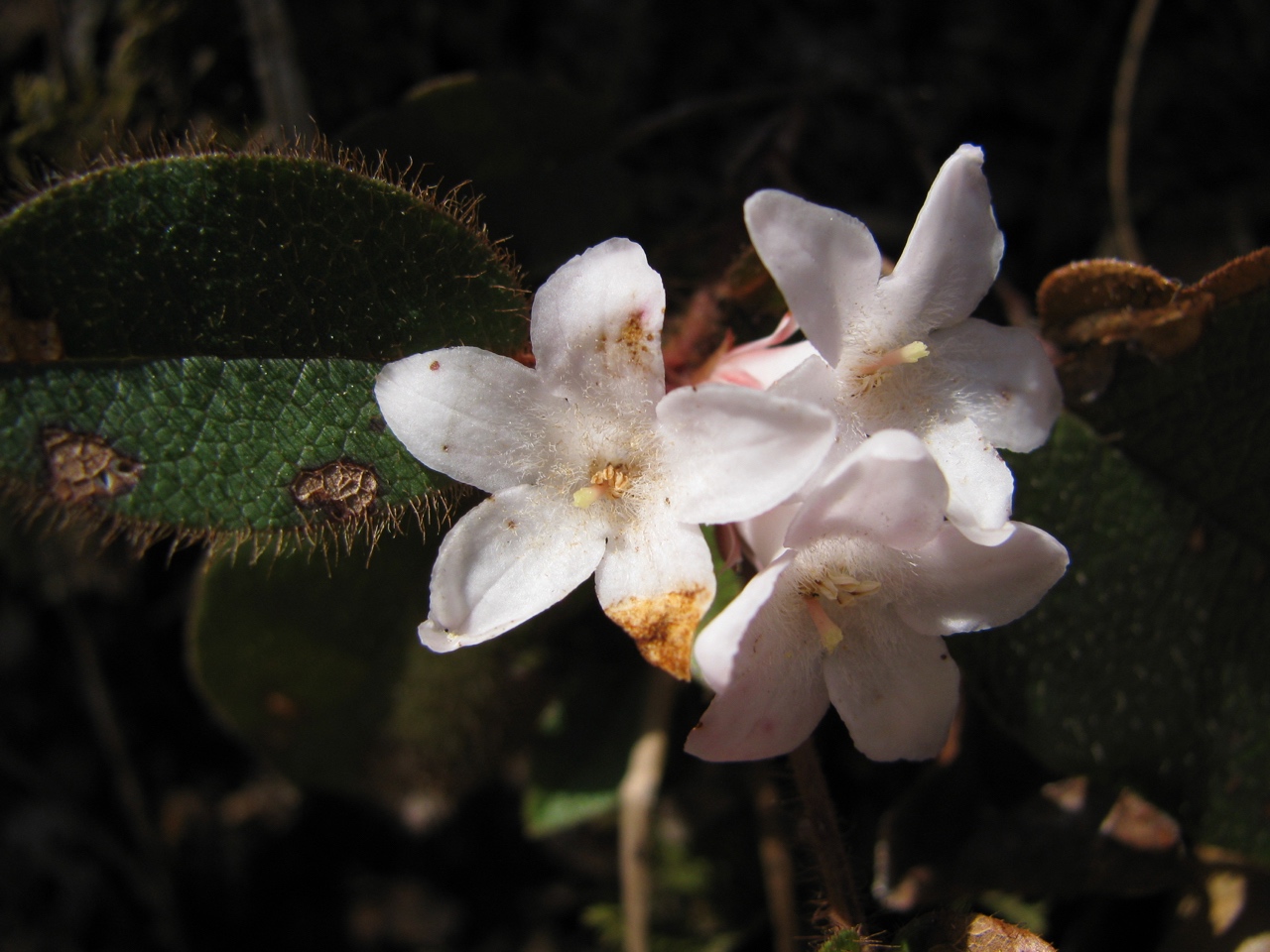 The Scientific Name is Epigaea repens. You will likely hear them called Trailing Arbutus, Mayflower, Ground Laurel. This picture shows the Close-up of flowers in early April showing pubescent leaves and petals of Epigaea repens