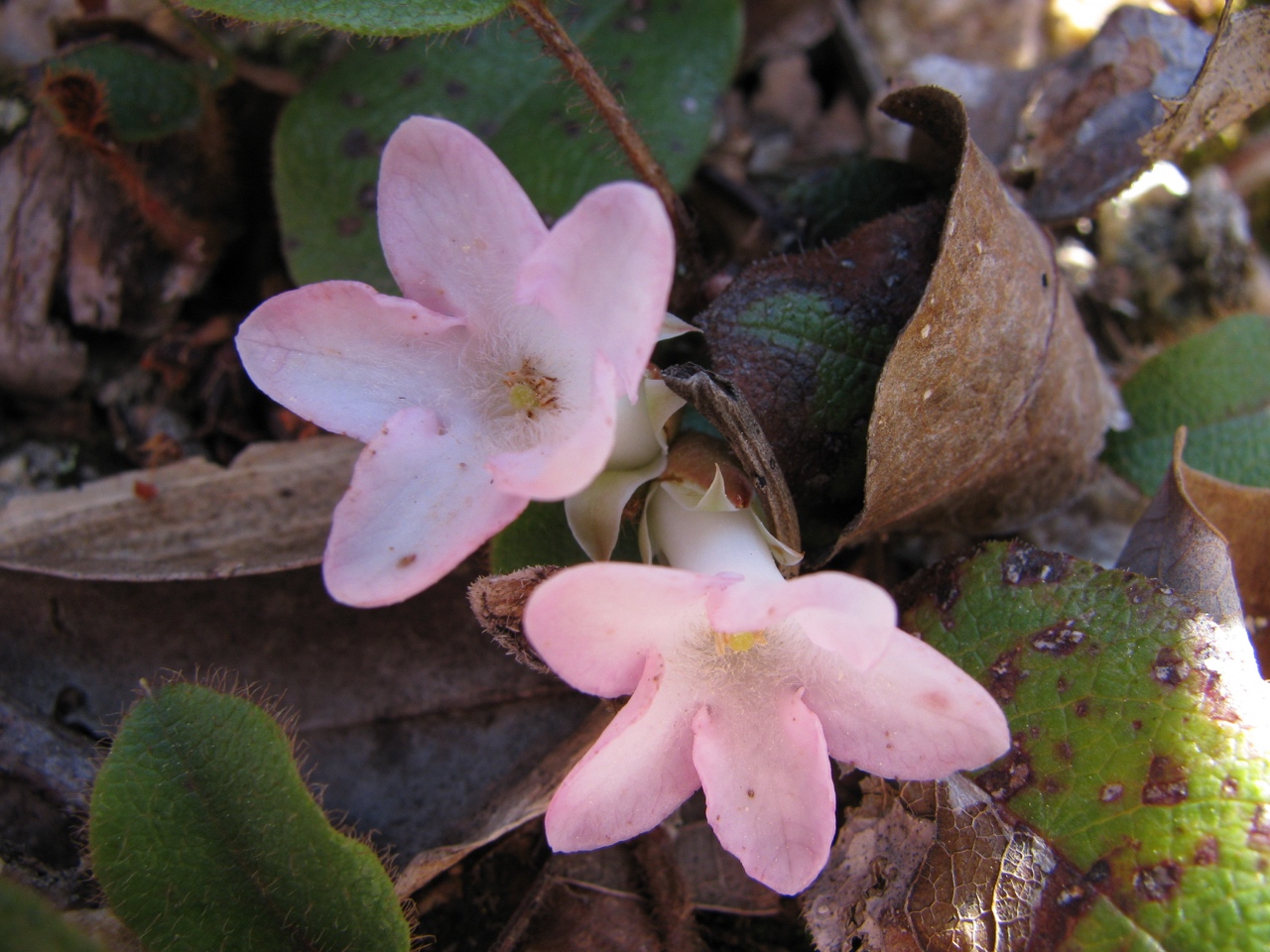 The Scientific Name is Epigaea repens. You will likely hear them called Trailing Arbutus, Mayflower, Ground Laurel. This picture shows the Flowers can be white or pink of Epigaea repens