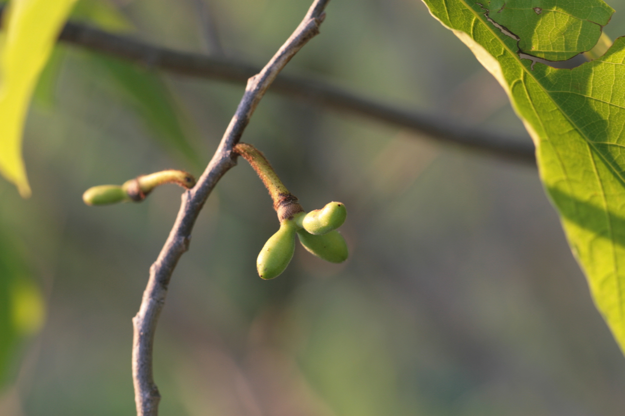 The Scientific Name is Asimina triloba. You will likely hear them called Pawpaw. This picture shows the Developing fruit in May of Asimina triloba