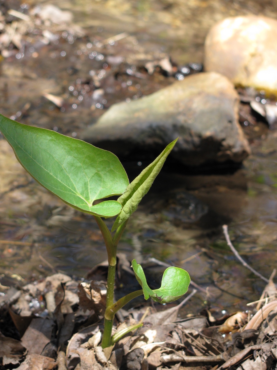 The Scientific Name is Saururus cernuus. You will likely hear them called Lizard's-tail, Water-dragon, American Swamp Lily. This picture shows the Growing by a stream of Saururus cernuus