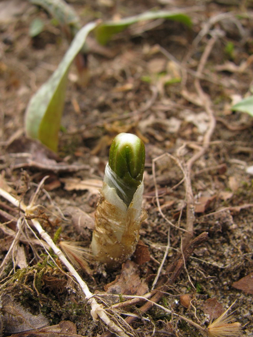 The Scientific Name is Podophyllum peltatum. You will likely hear them called Mayapple, May-apple, American Mandrake, Wild Mandrake, Indian Apple, Pomme de Mai, Podophylle Pelt. This picture shows the Just beginning to emerge in March of Podophyllum peltatum