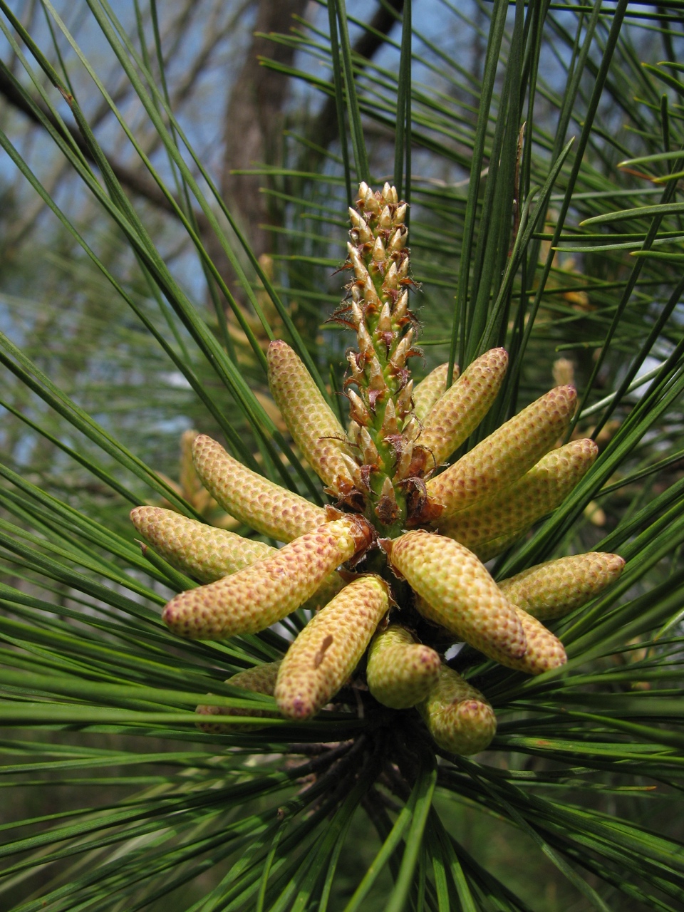 The Scientific Name is Pinus taeda. You will likely hear them called Loblolly Pine, Old Field Pine. This picture shows the Close-up of pollen cones in early April of Pinus taeda